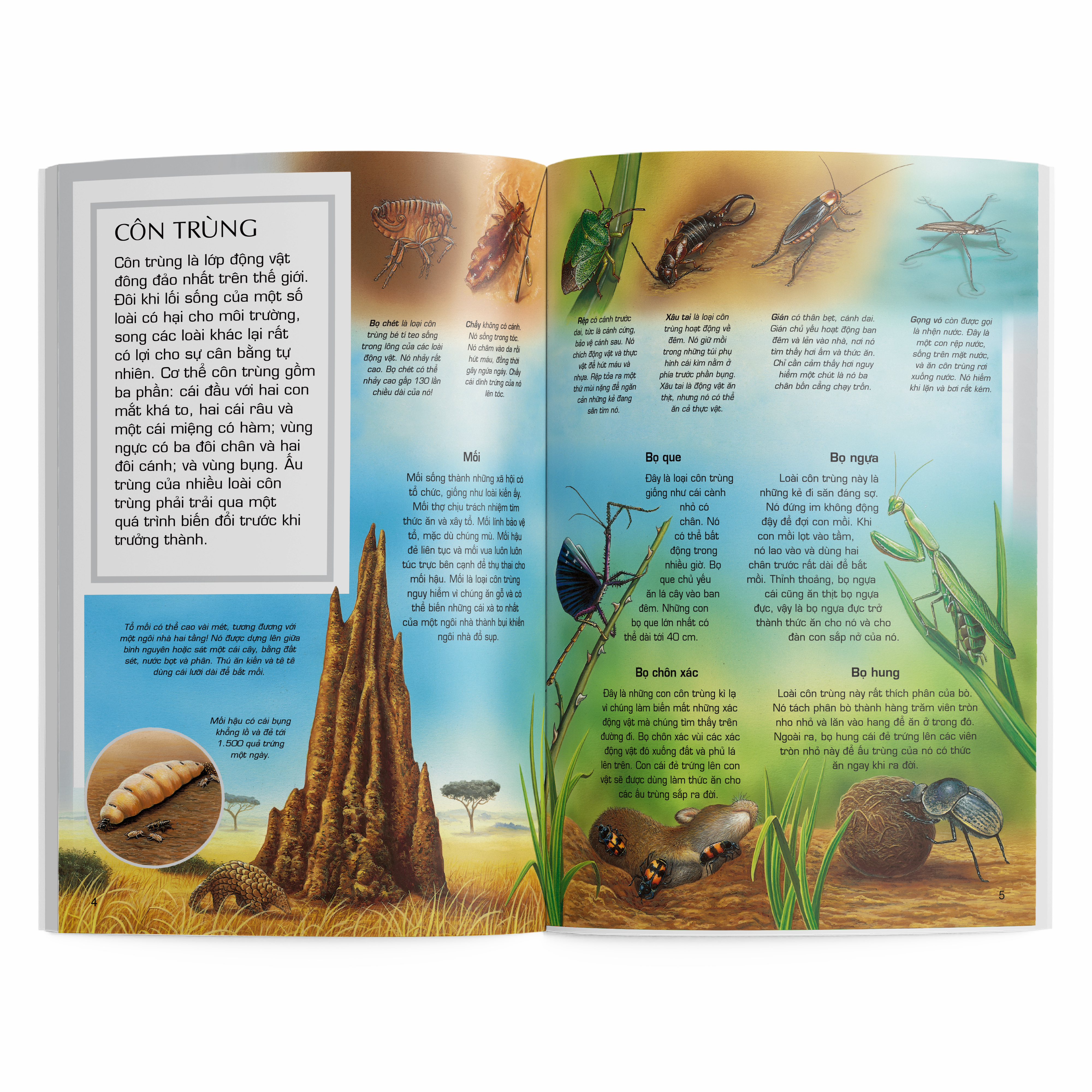 thế giới động vật - côn trùng