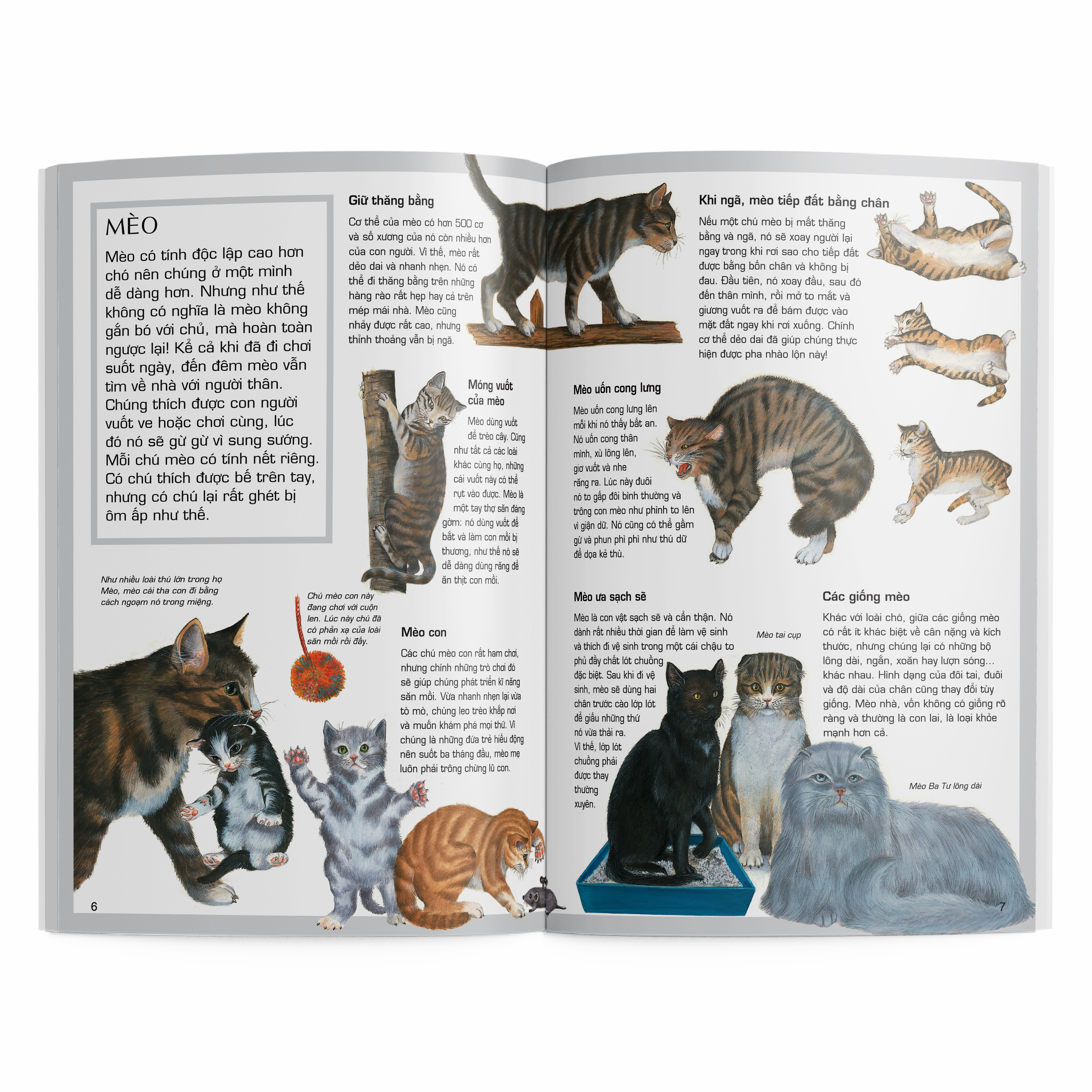 thế giới động vật - động vật cảnh