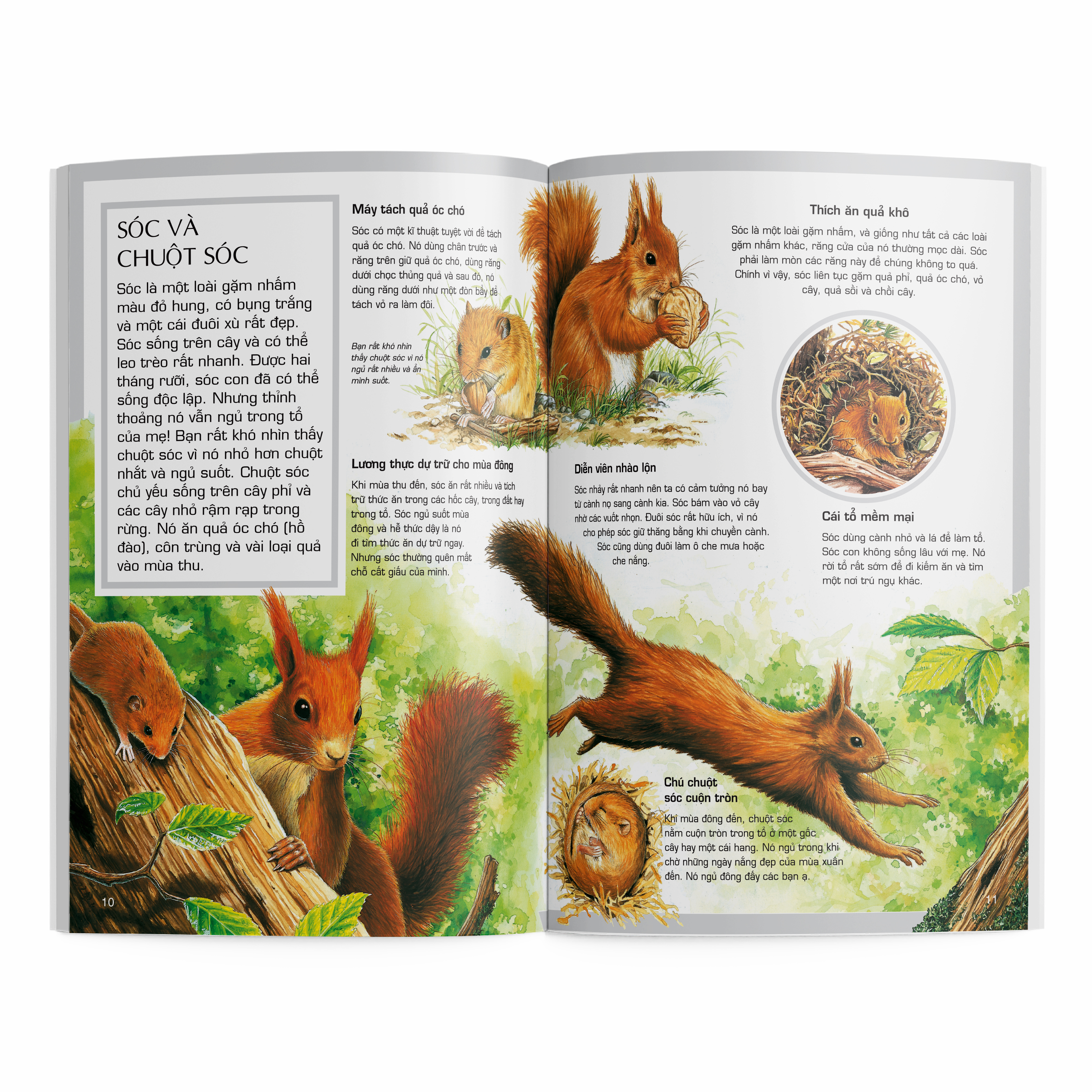 thế giới động vật - động vật rừng