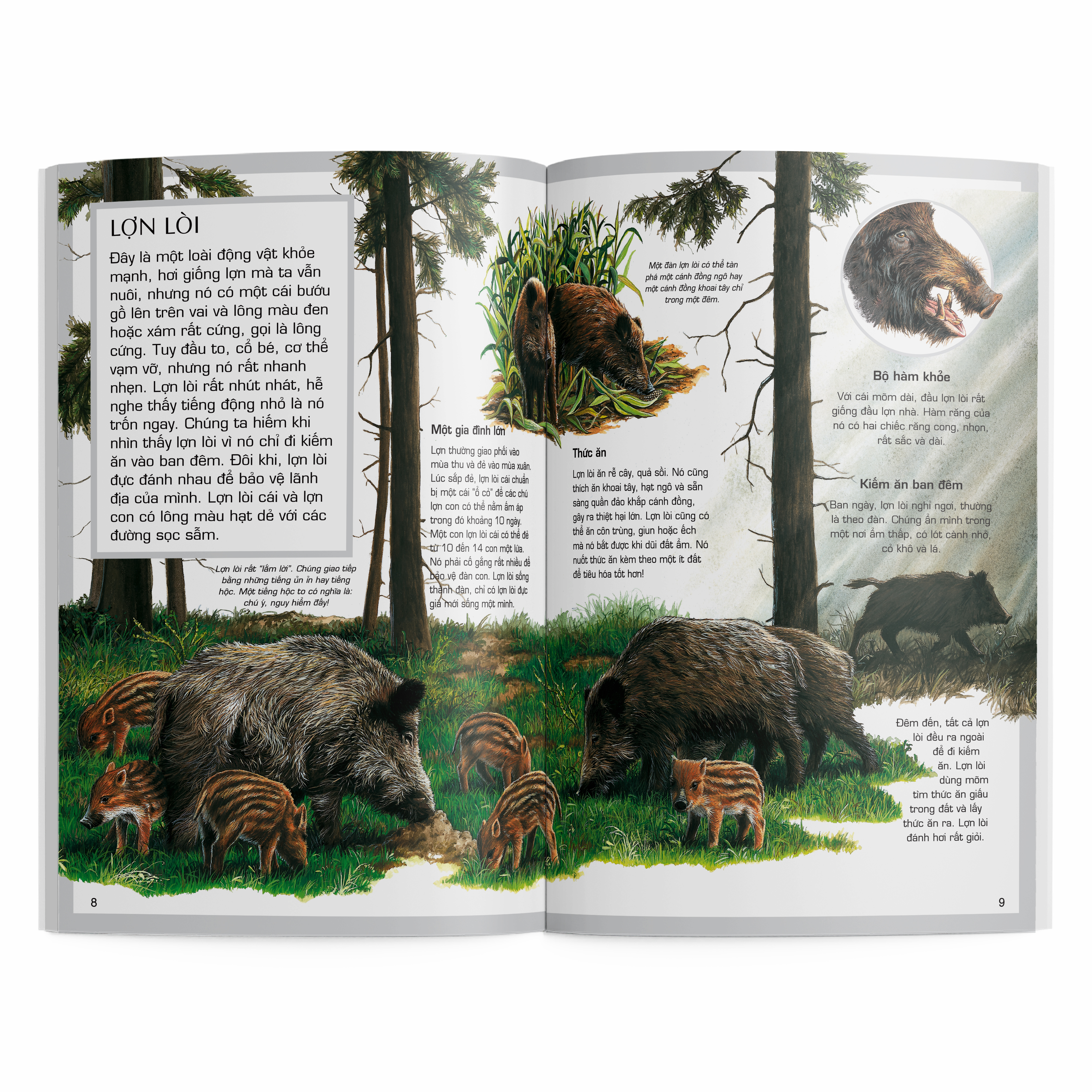 thế giới động vật - động vật rừng