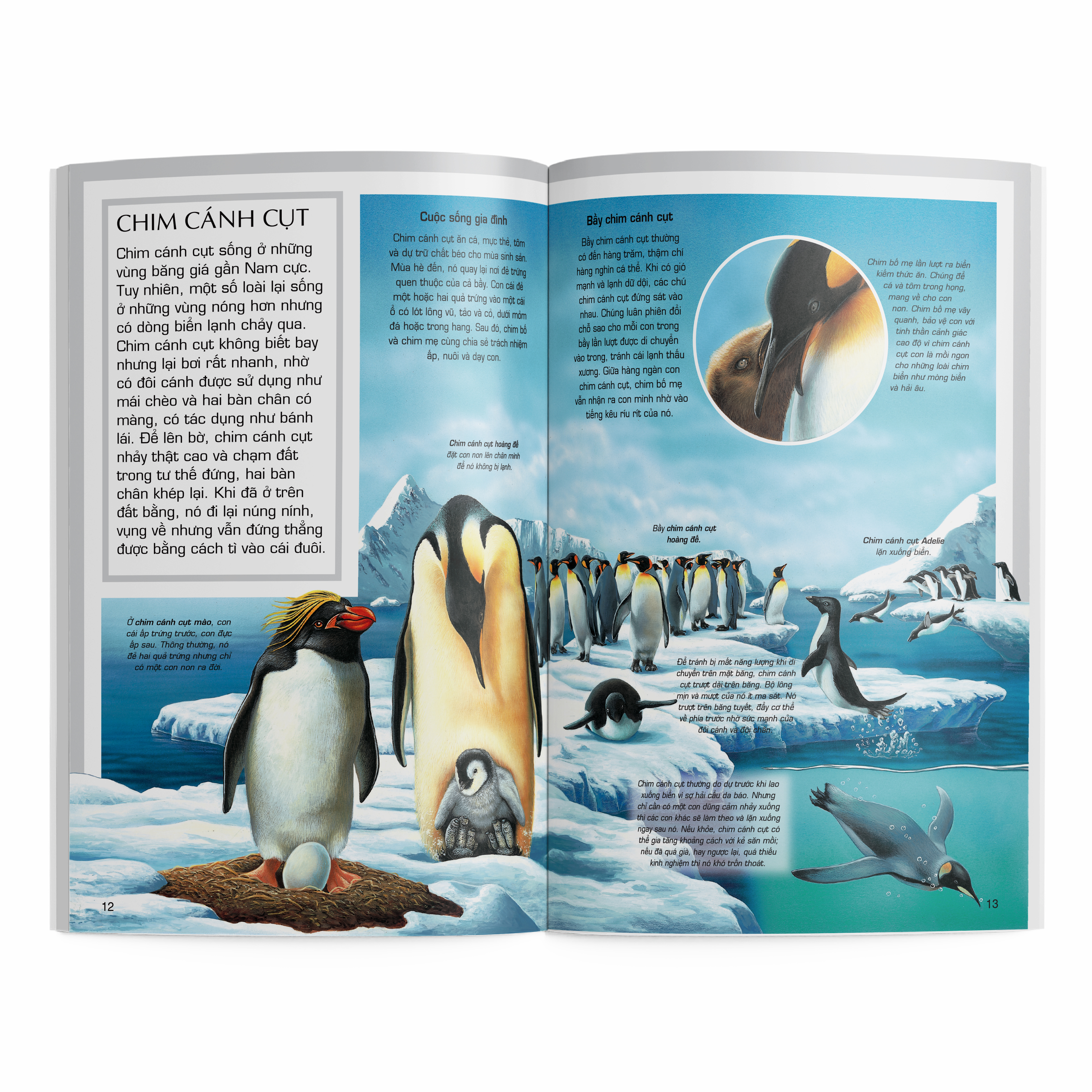 thế giới động vật - động vật vùng cực