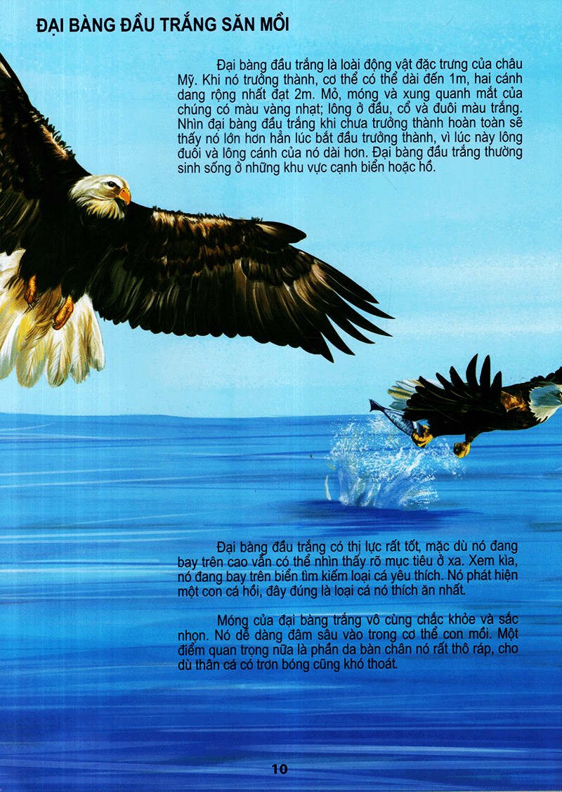 thế giới động vật kì thú - thế giới loài chim