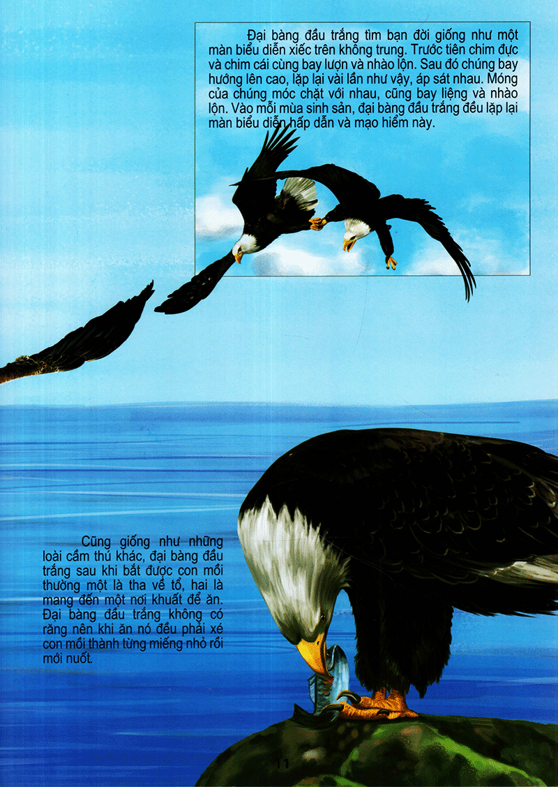 thế giới động vật kì thú - thế giới loài chim