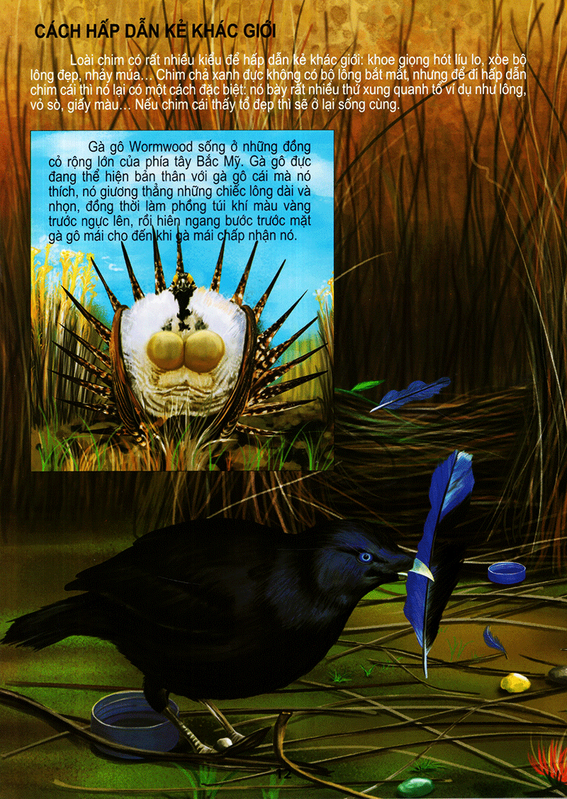 thế giới động vật kì thú - thế giới loài chim