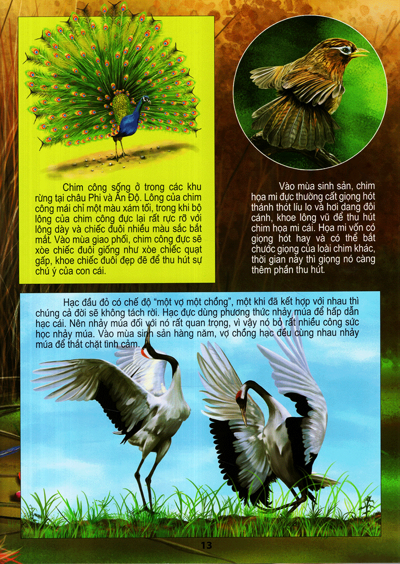 thế giới động vật kì thú - thế giới loài chim