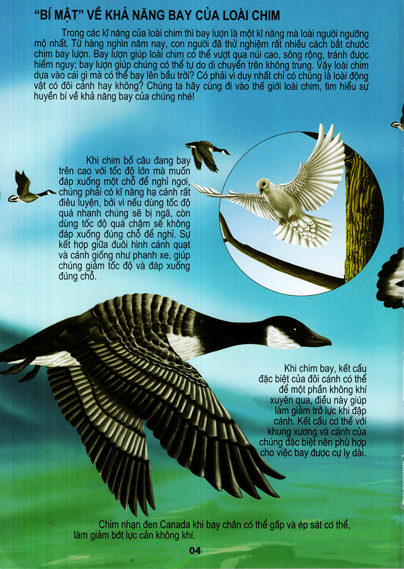 thế giới động vật kì thú - thế giới loài chim