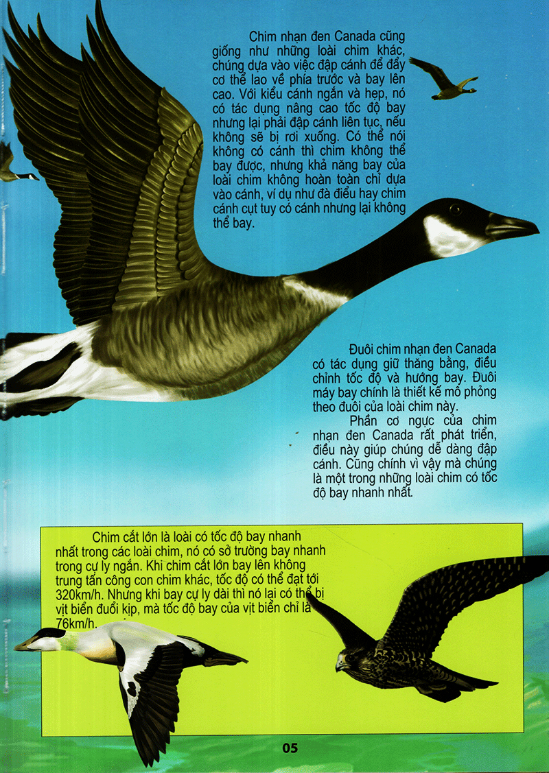 thế giới động vật kì thú - thế giới loài chim