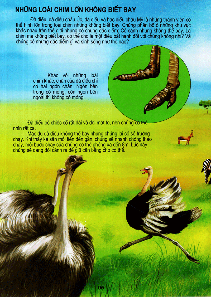 thế giới động vật kì thú - thế giới loài chim