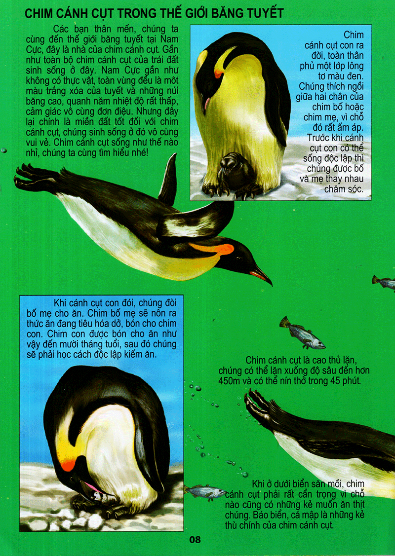 thế giới động vật kì thú - thế giới loài chim