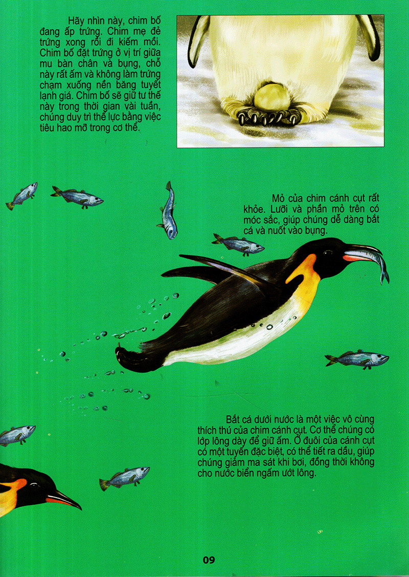 thế giới động vật kì thú - thế giới loài chim