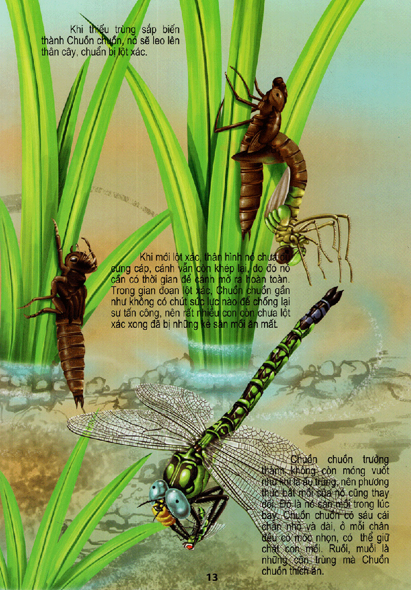 thế giới động vật kì thú - vườn côn trùng