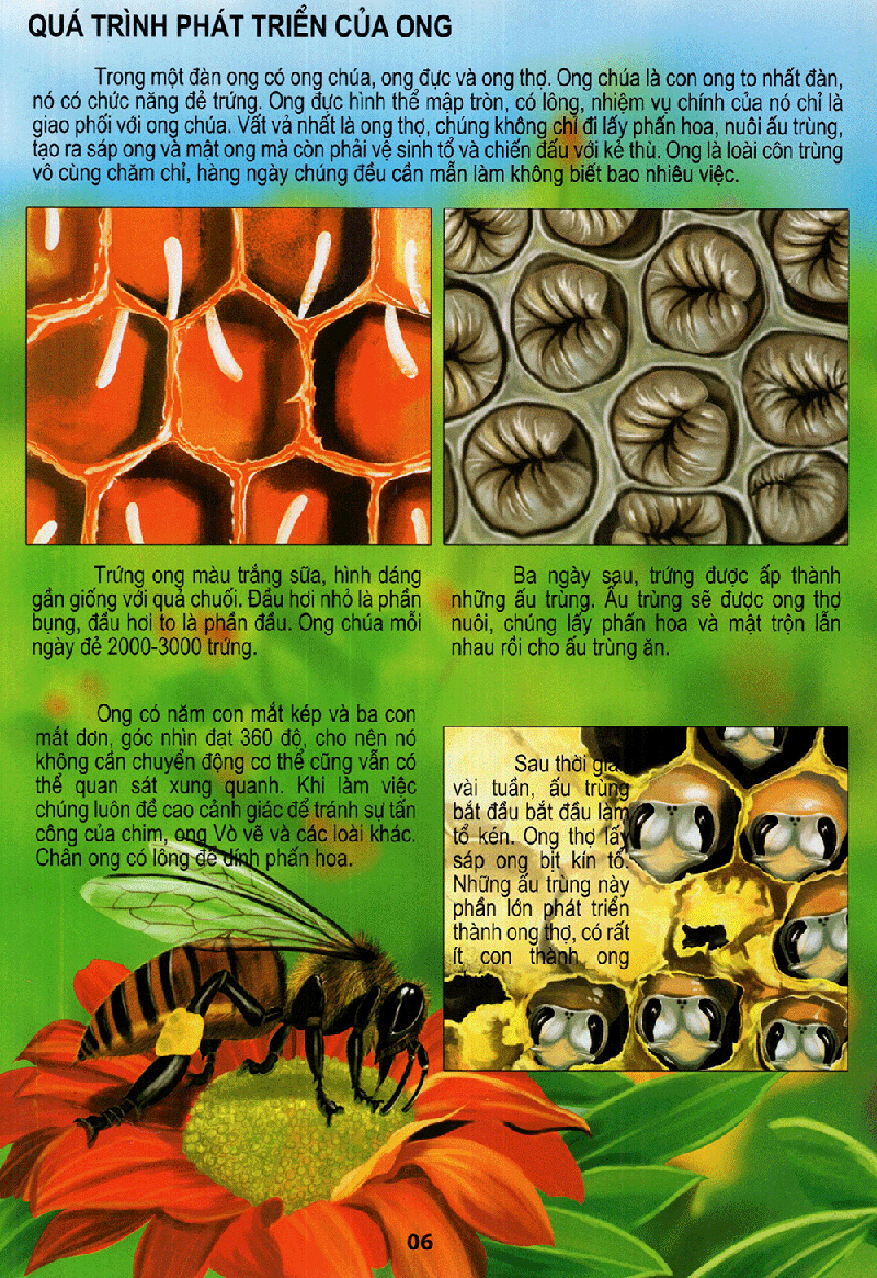 thế giới động vật kì thú - vườn côn trùng