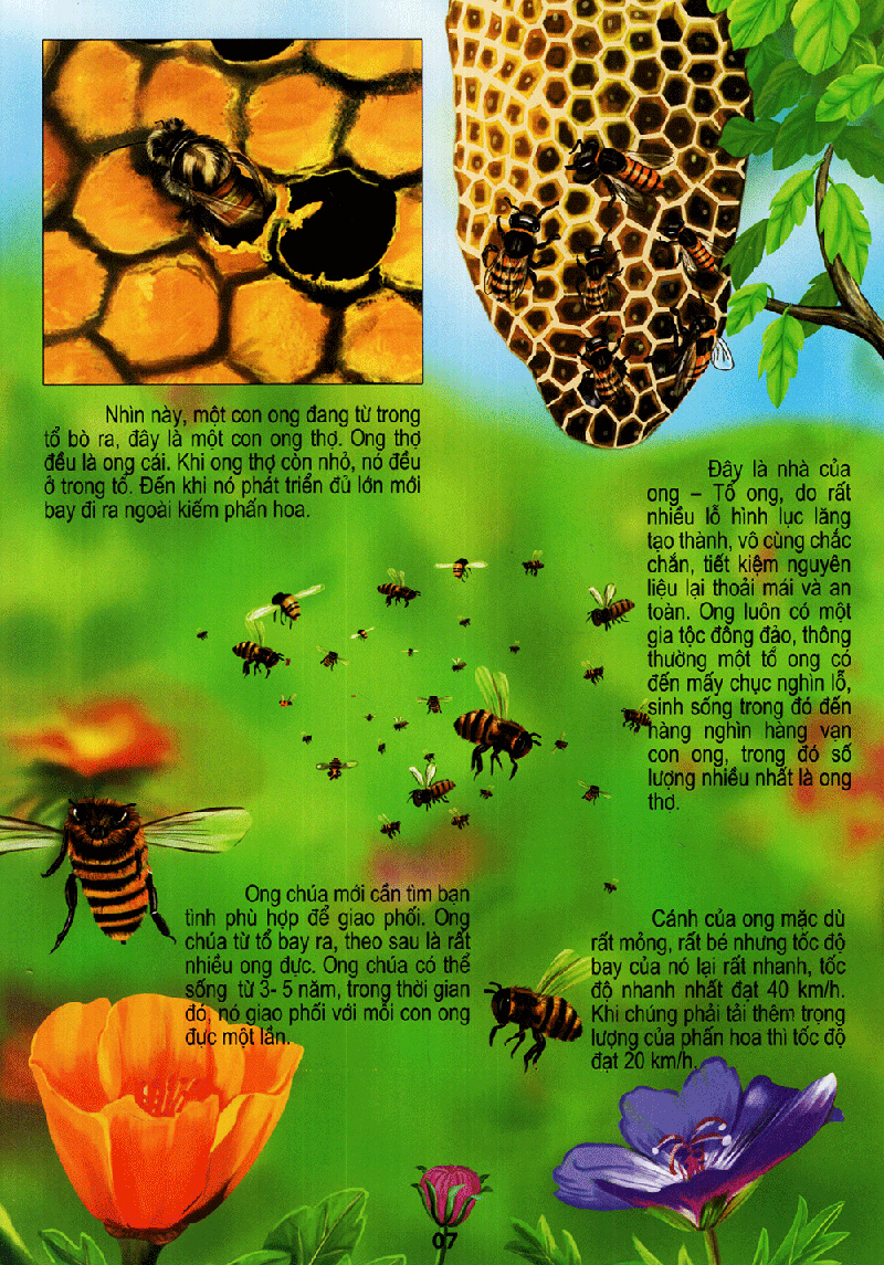 thế giới động vật kì thú - vườn côn trùng