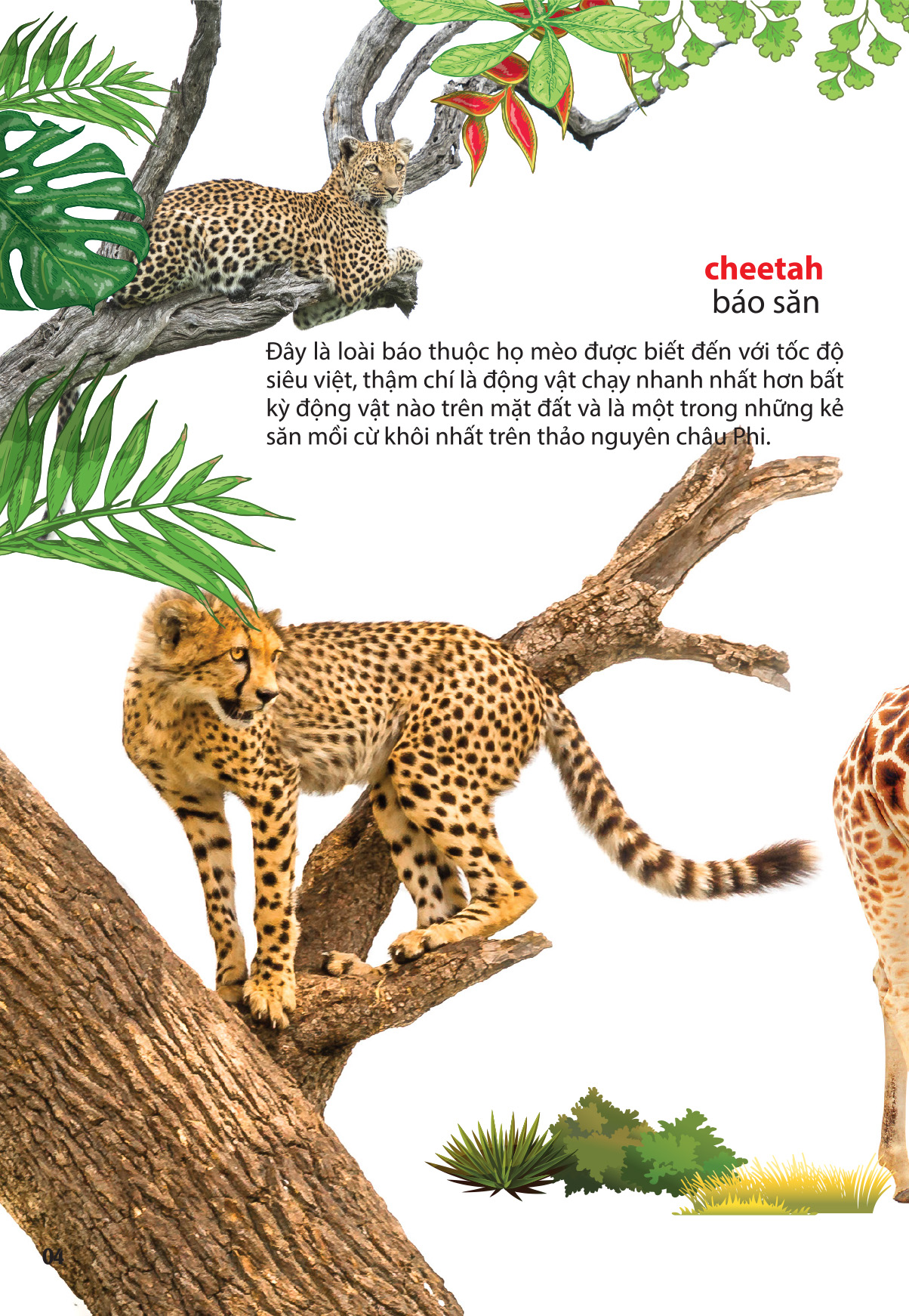 thế giới động vật ở vườn thú châu phi