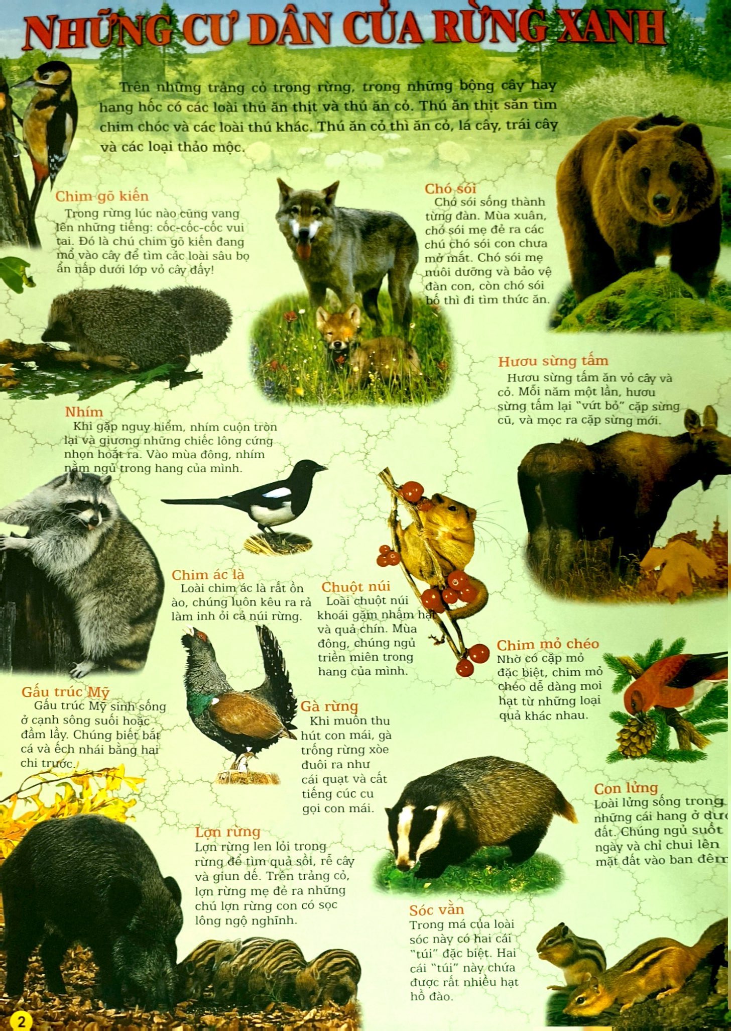 thế giới động vật (tái bản 2024)