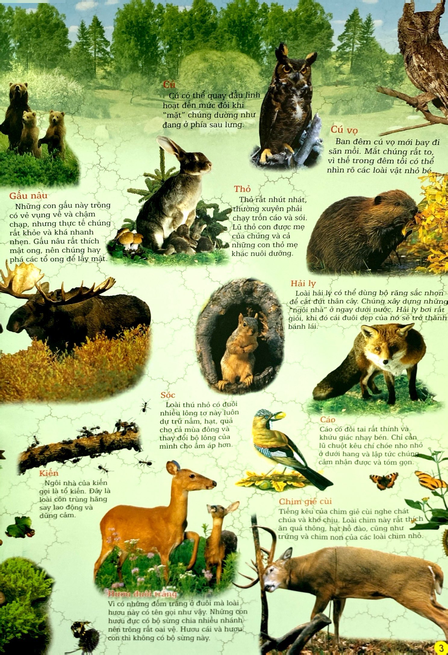 thế giới động vật (tái bản 2024)