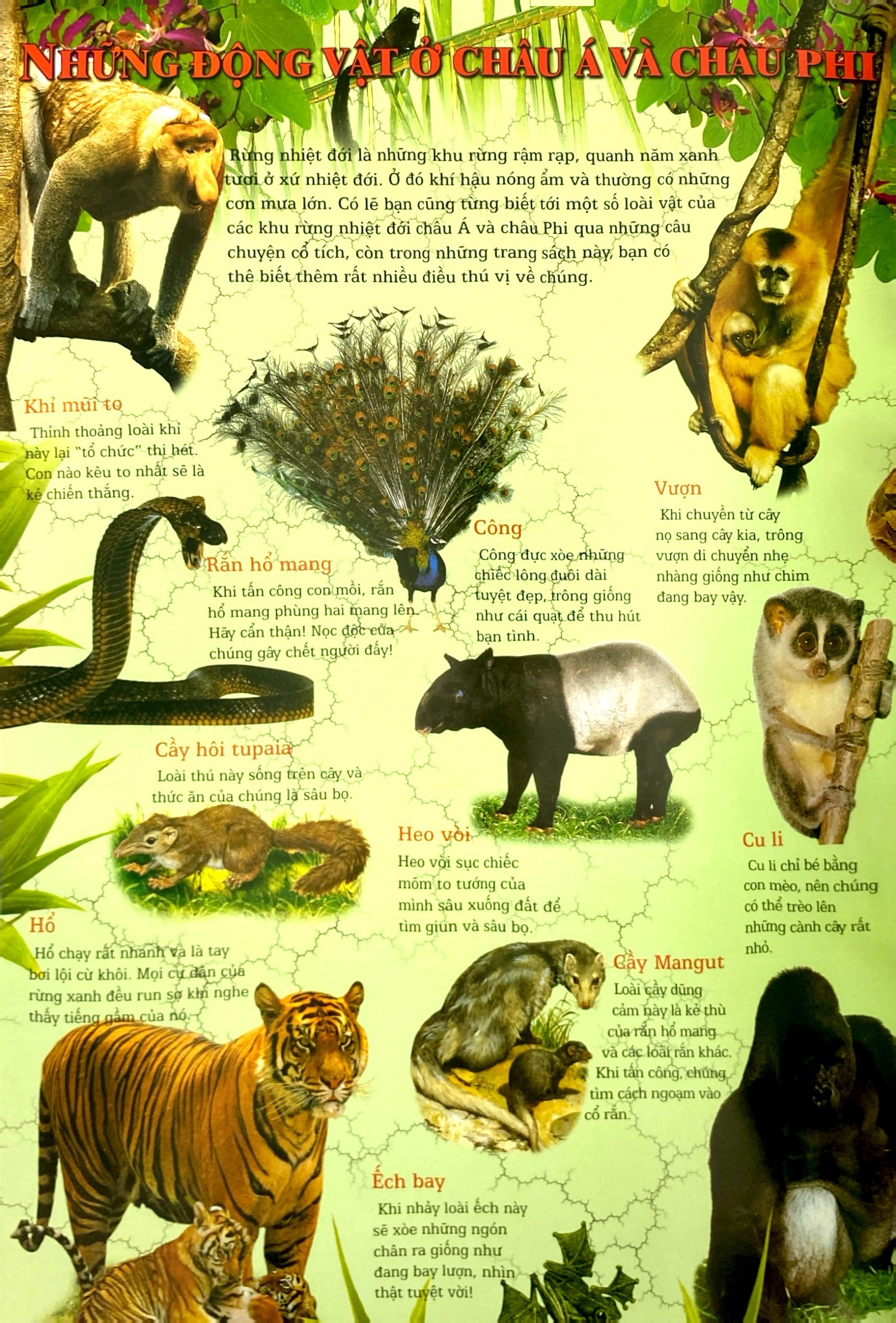 thế giới động vật (tái bản 2024)