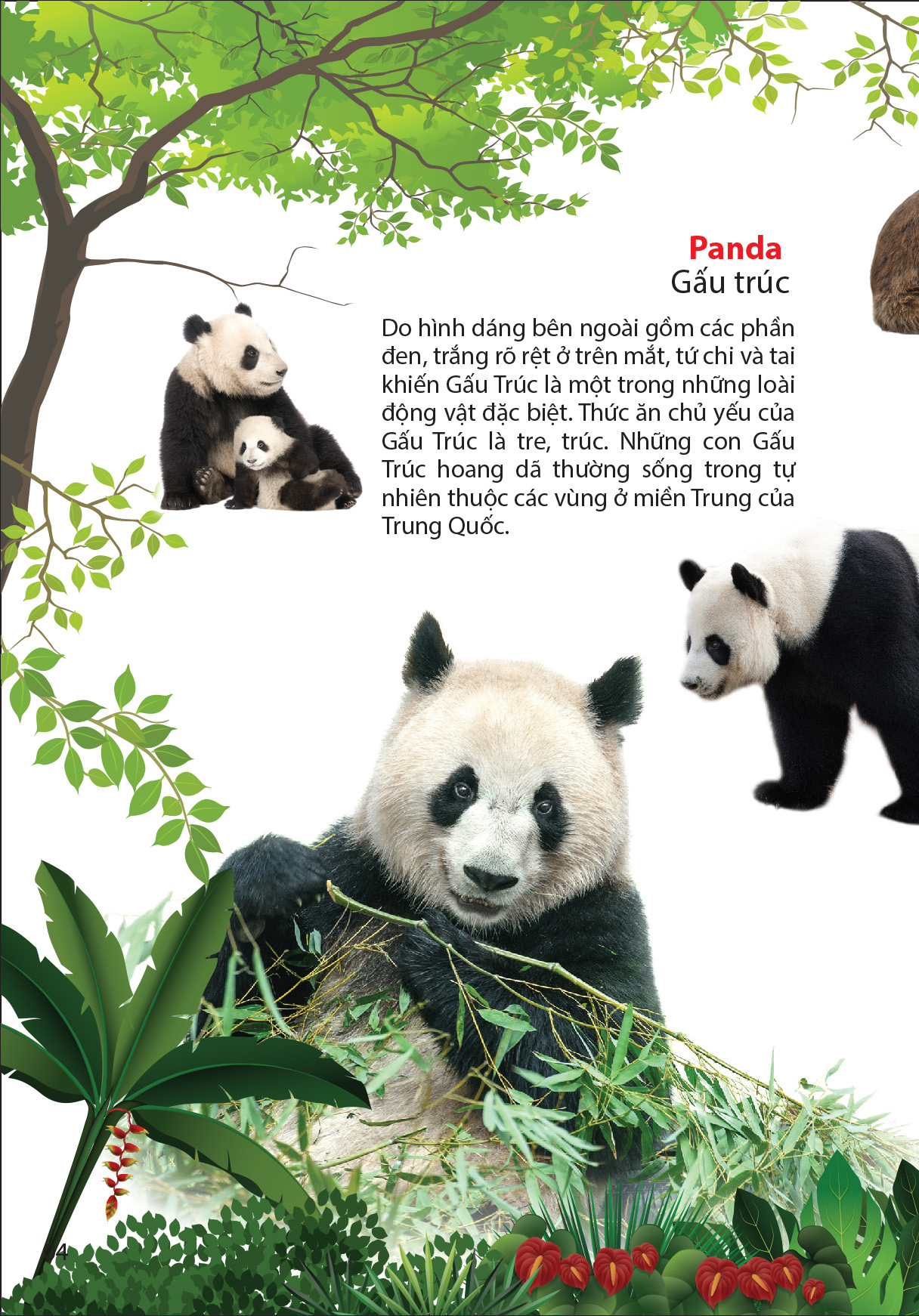 thế giới động vật trong rừng nhiệt đới