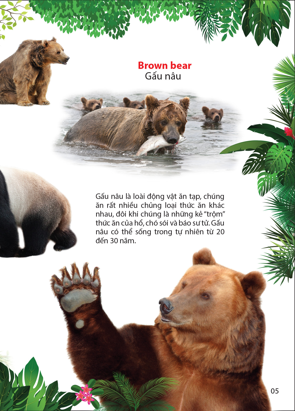 thế giới động vật trong rừng nhiệt đới