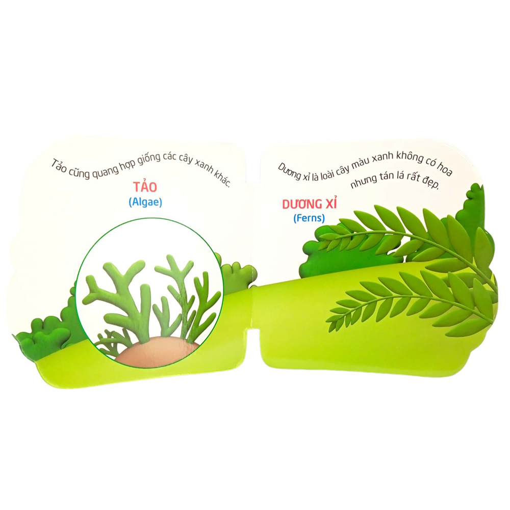 thế giới trong mắt em - thực vật