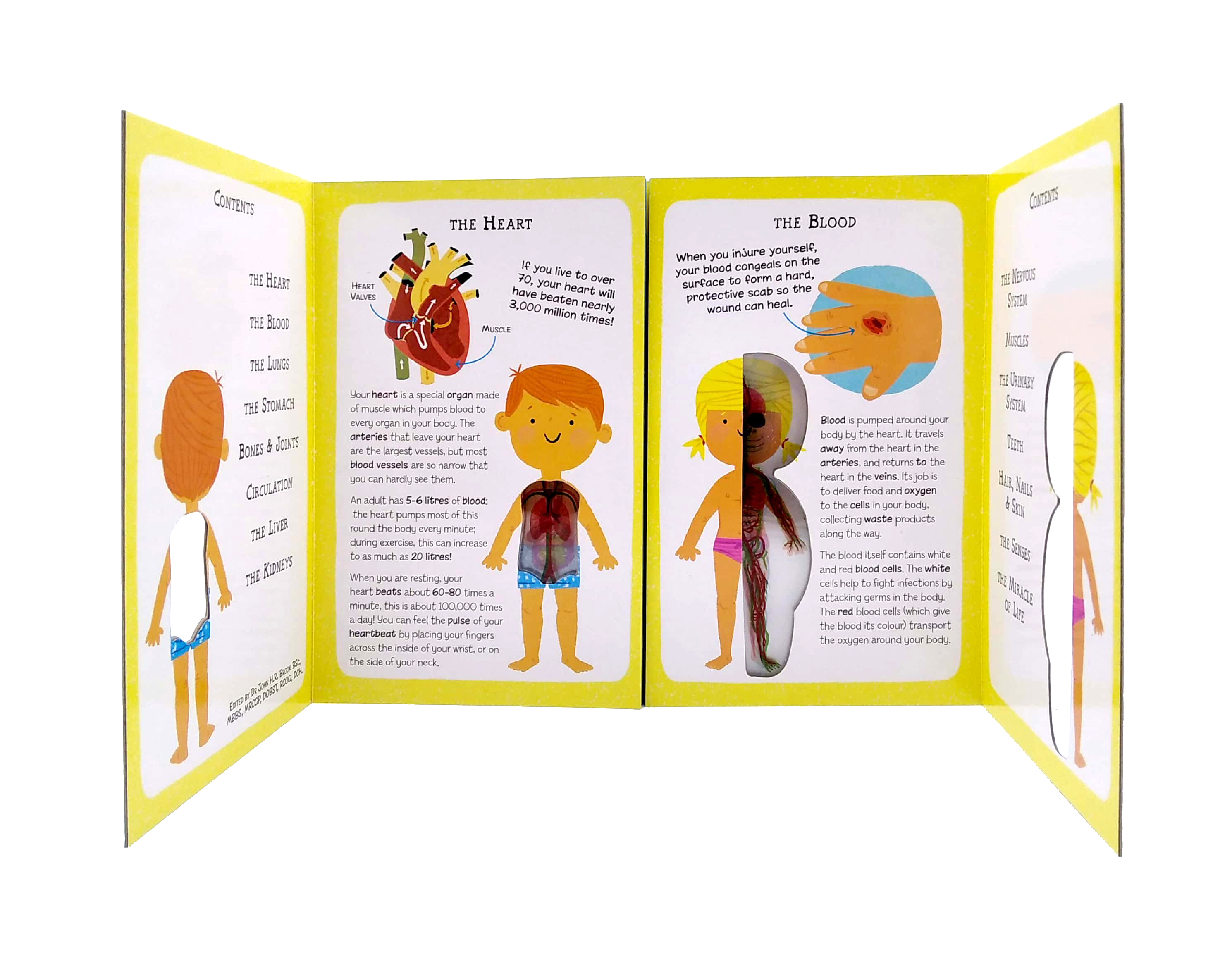 the incredible human body - my first human body book - new version