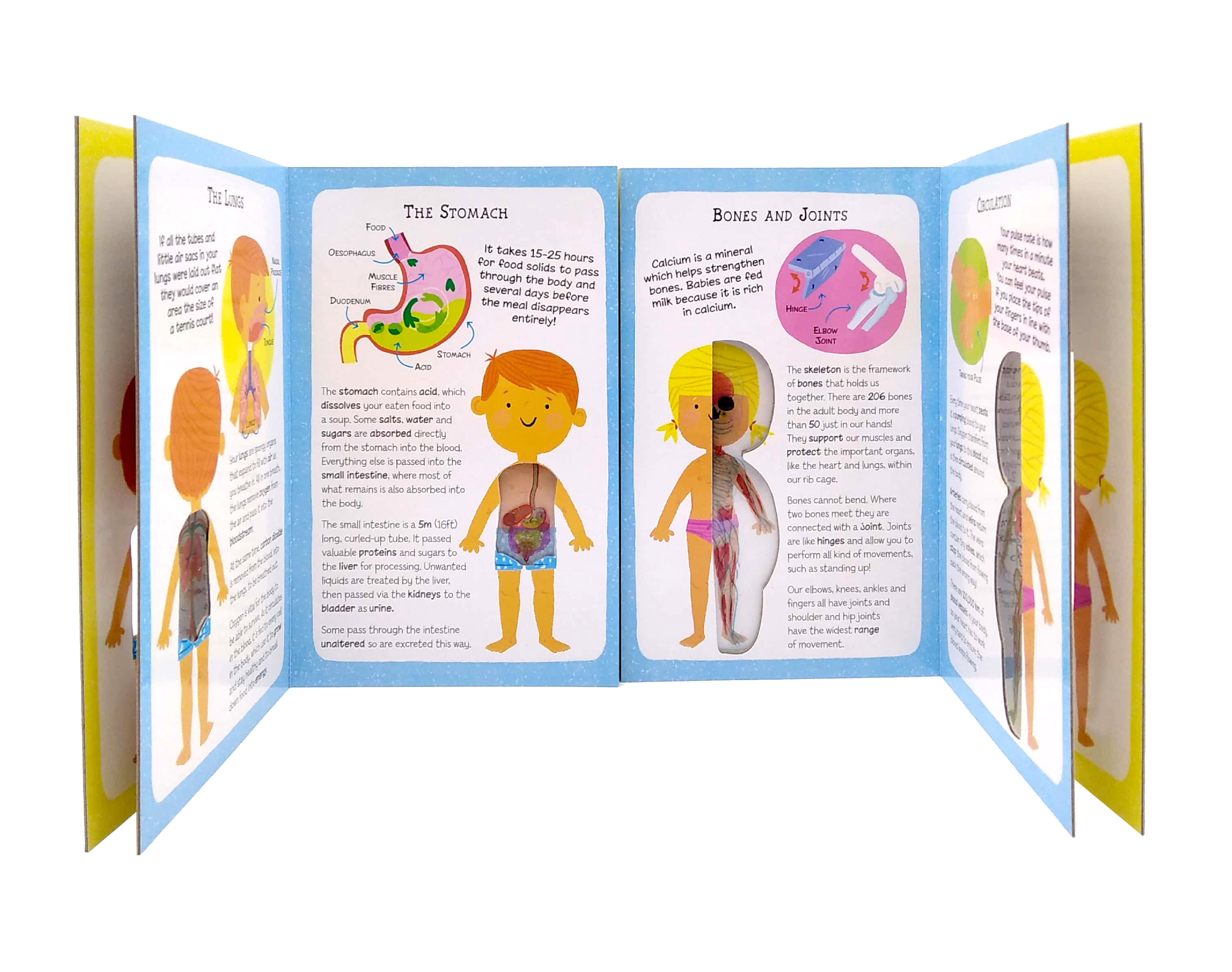 the incredible human body - my first human body book - new version