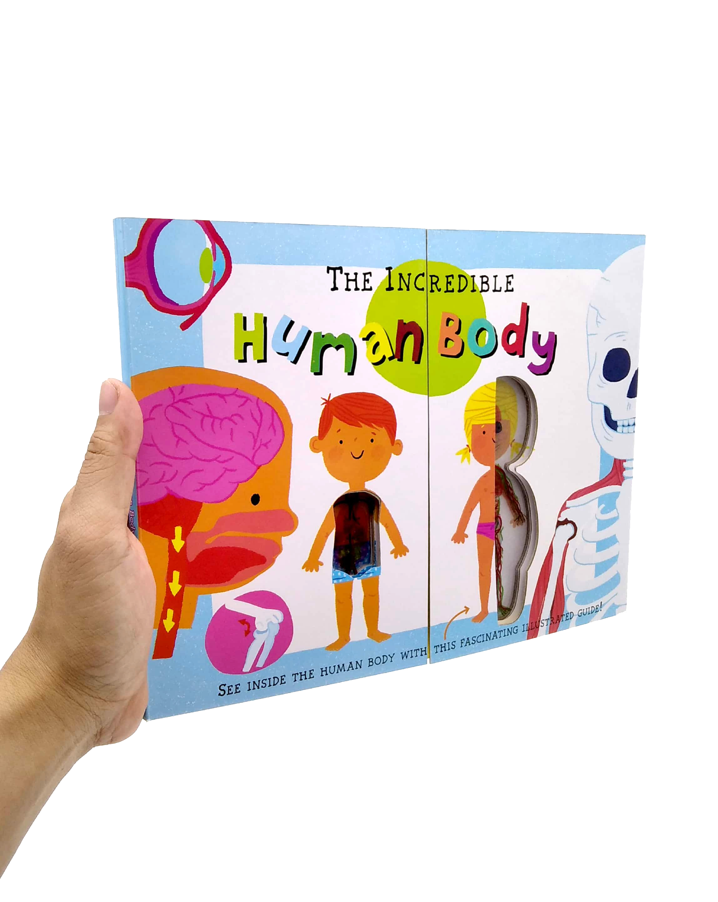 the incredible human body - my first human body book - new version