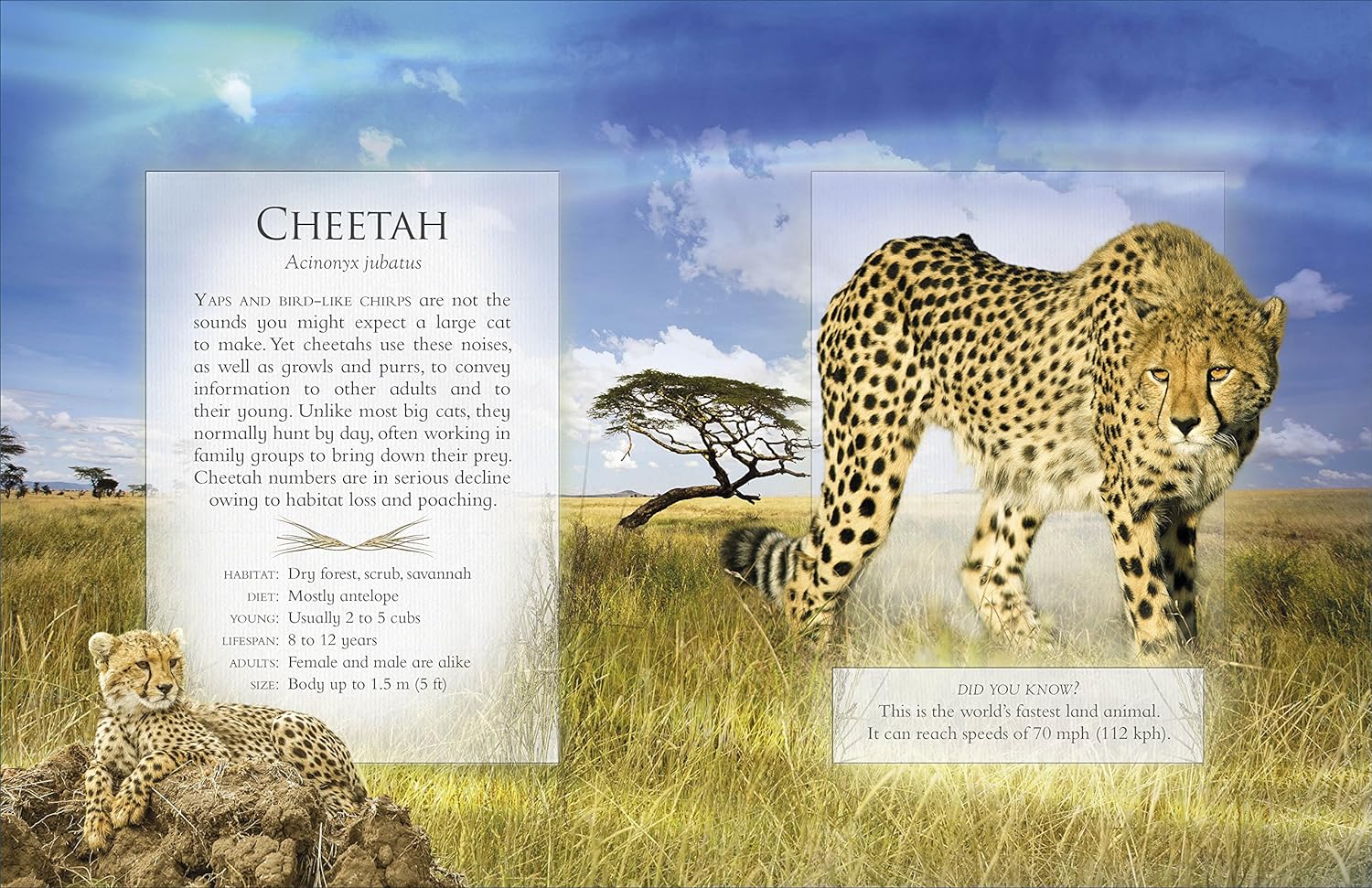 the little book of safari animal sounds