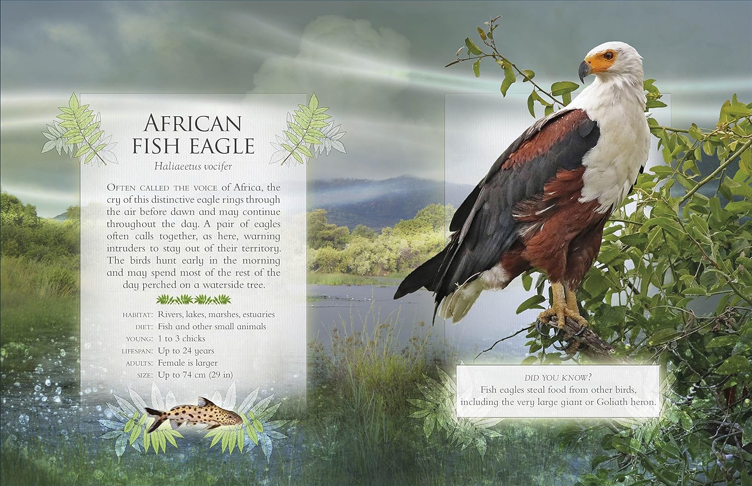 the little book of safari animal sounds