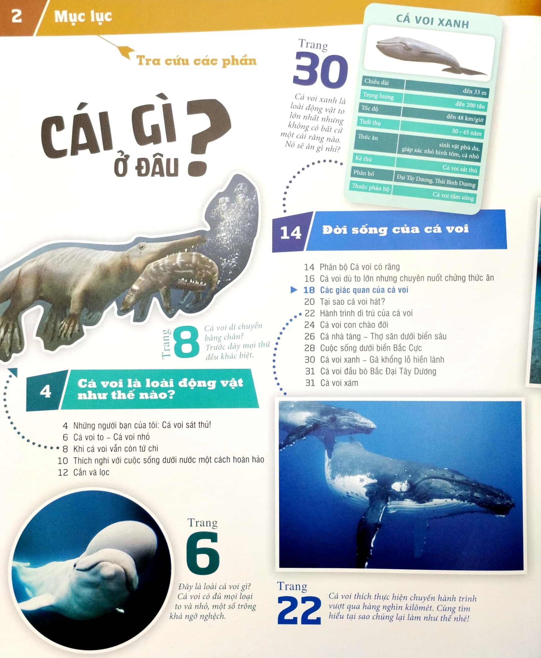 thế nào và tại sao - cá voi và cá heo - những con thú khổng lồ ôn hòa - bìa cứng (tái bản 2023)