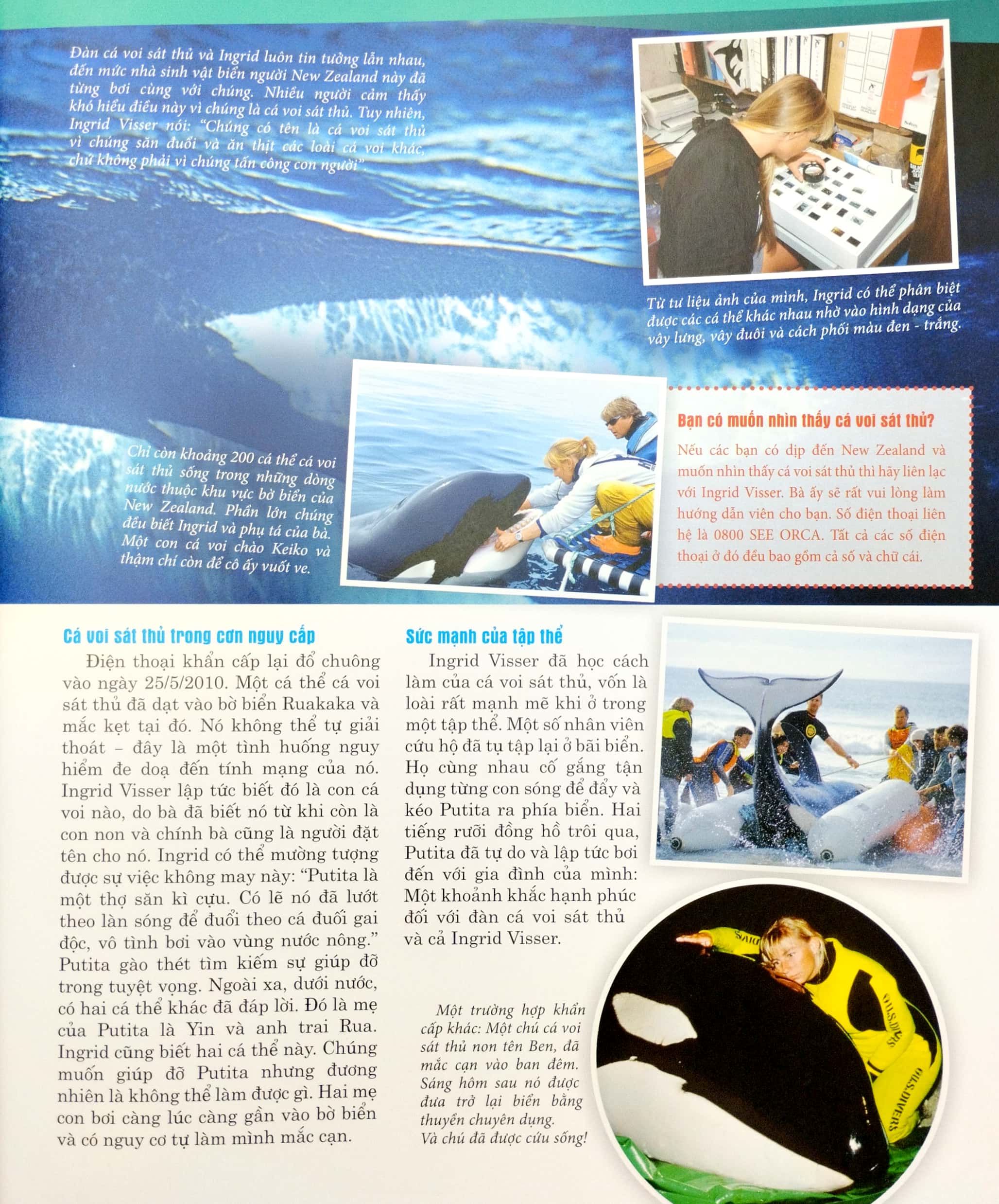 thế nào và tại sao - cá voi và cá heo - những con thú khổng lồ ôn hòa - bìa cứng (tái bản 2023)