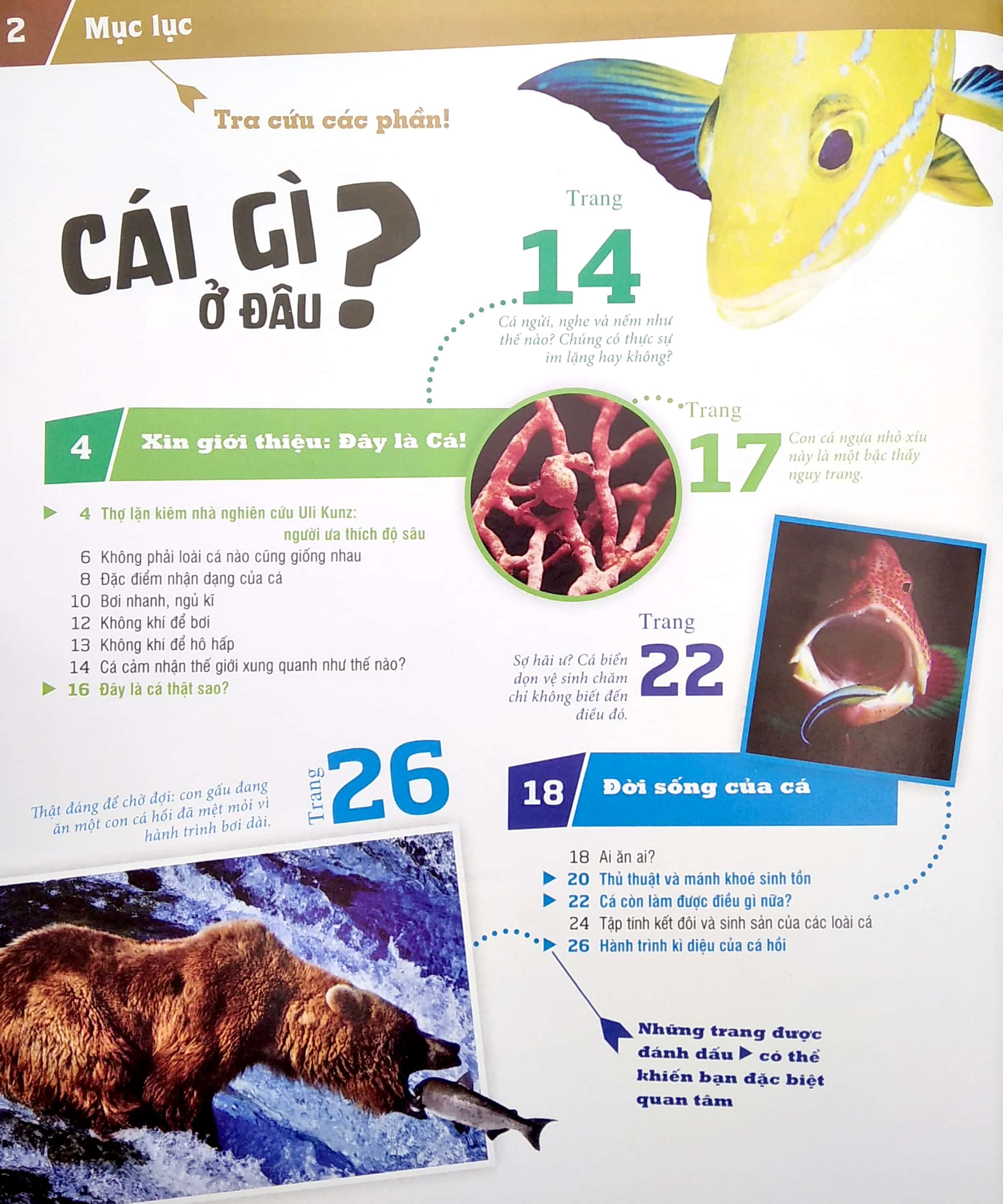 thế nào và tại sao - các loài cá - thế giới diệu kì dưới nước