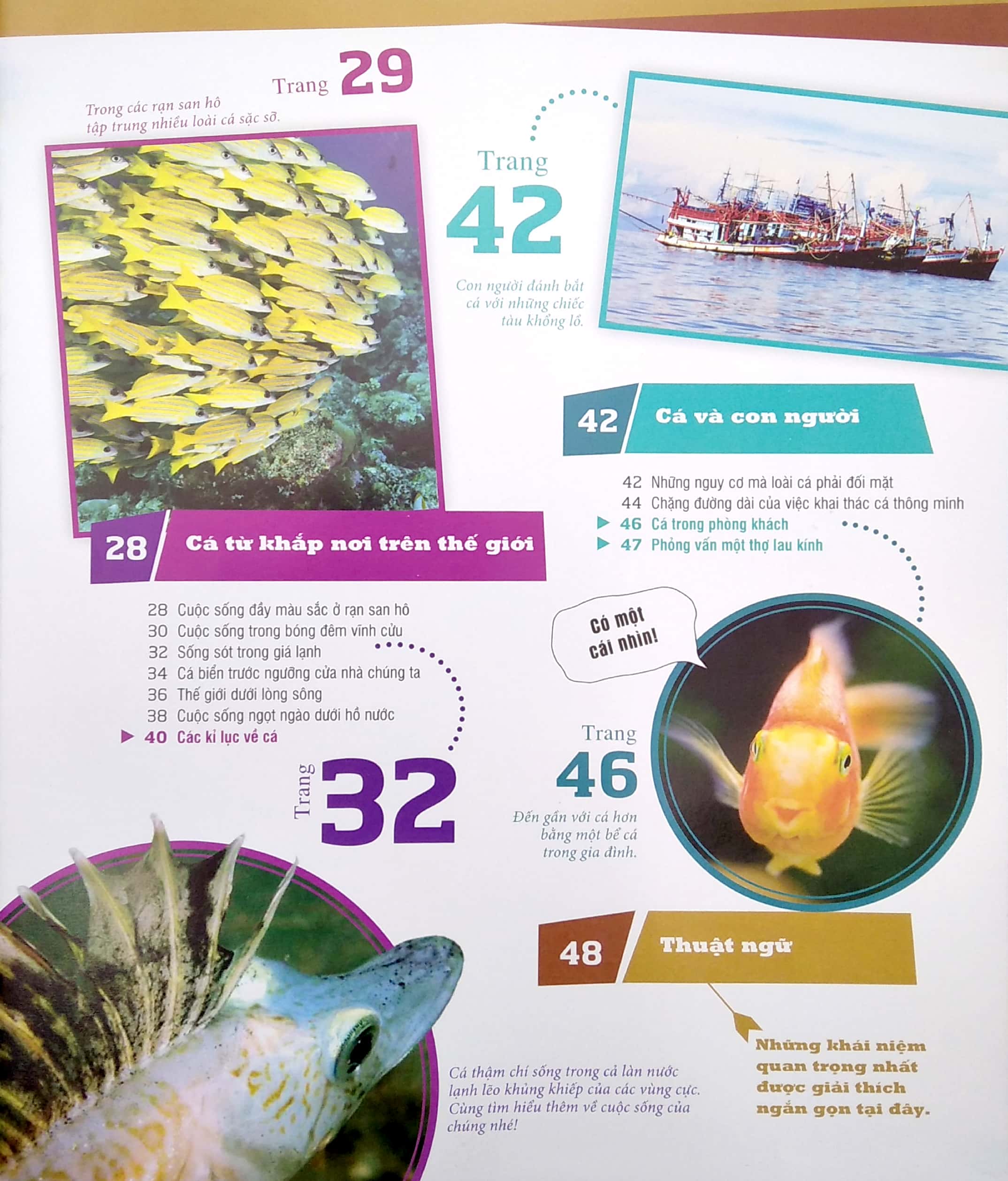 thế nào và tại sao - các loài cá - thế giới diệu kì dưới nước