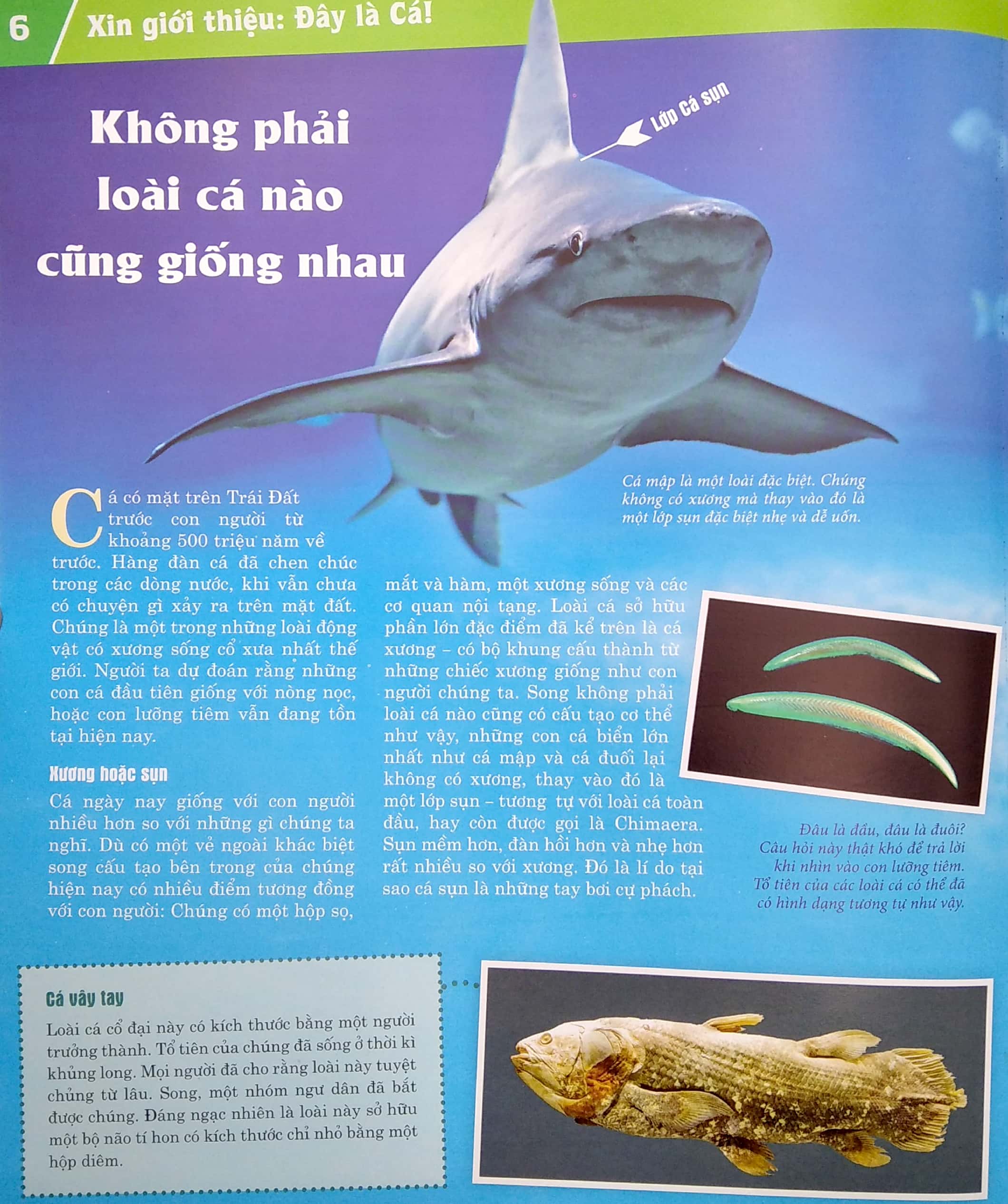 thế nào và tại sao - các loài cá - thế giới diệu kì dưới nước