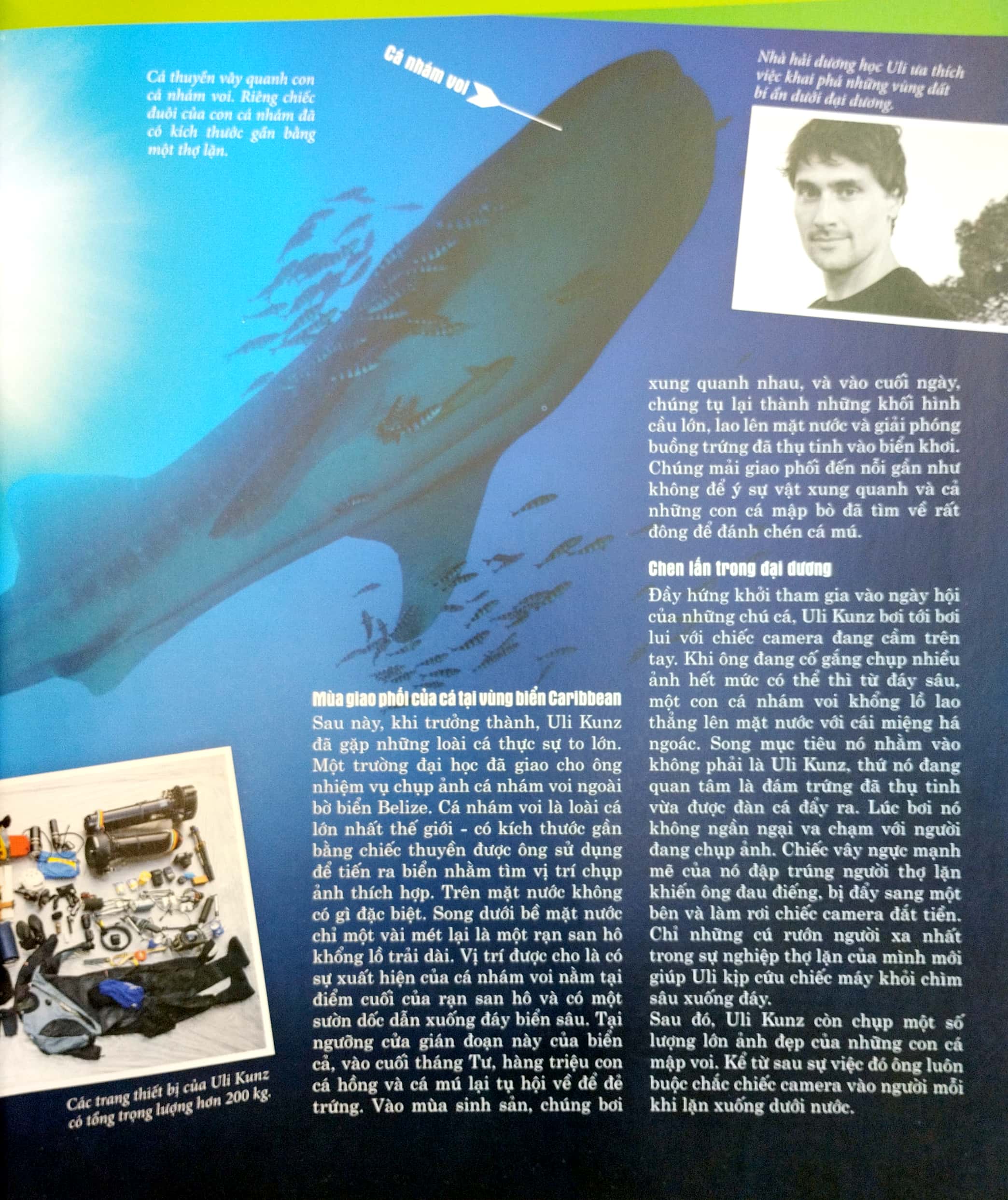 thế nào và tại sao - các loài cá - thế giới diệu kì dưới nước - bìa cứng (tái bản 2023)