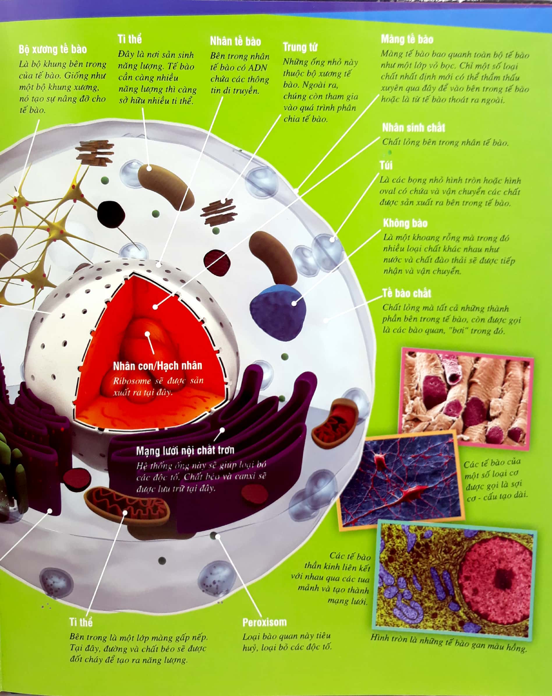 thế nào và tại sao - cơ thể người - tuyệt tác của tạo hóa - bìa cứng (tái bản 2024)