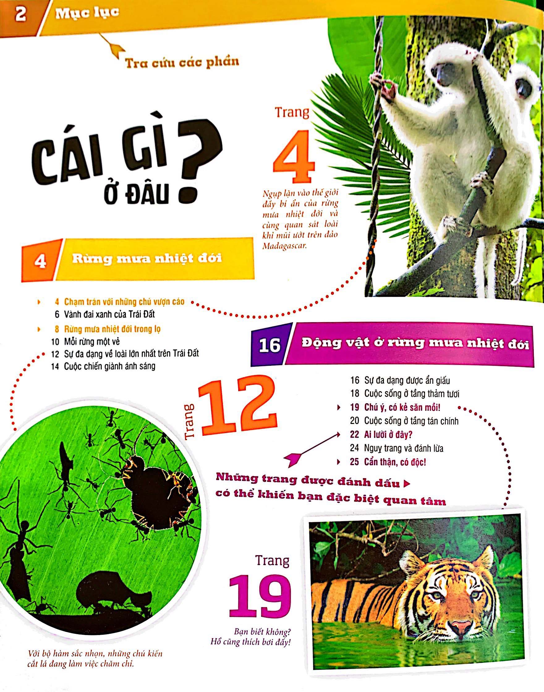 thế nào và tại sao - rừng mưa nhiệt đới