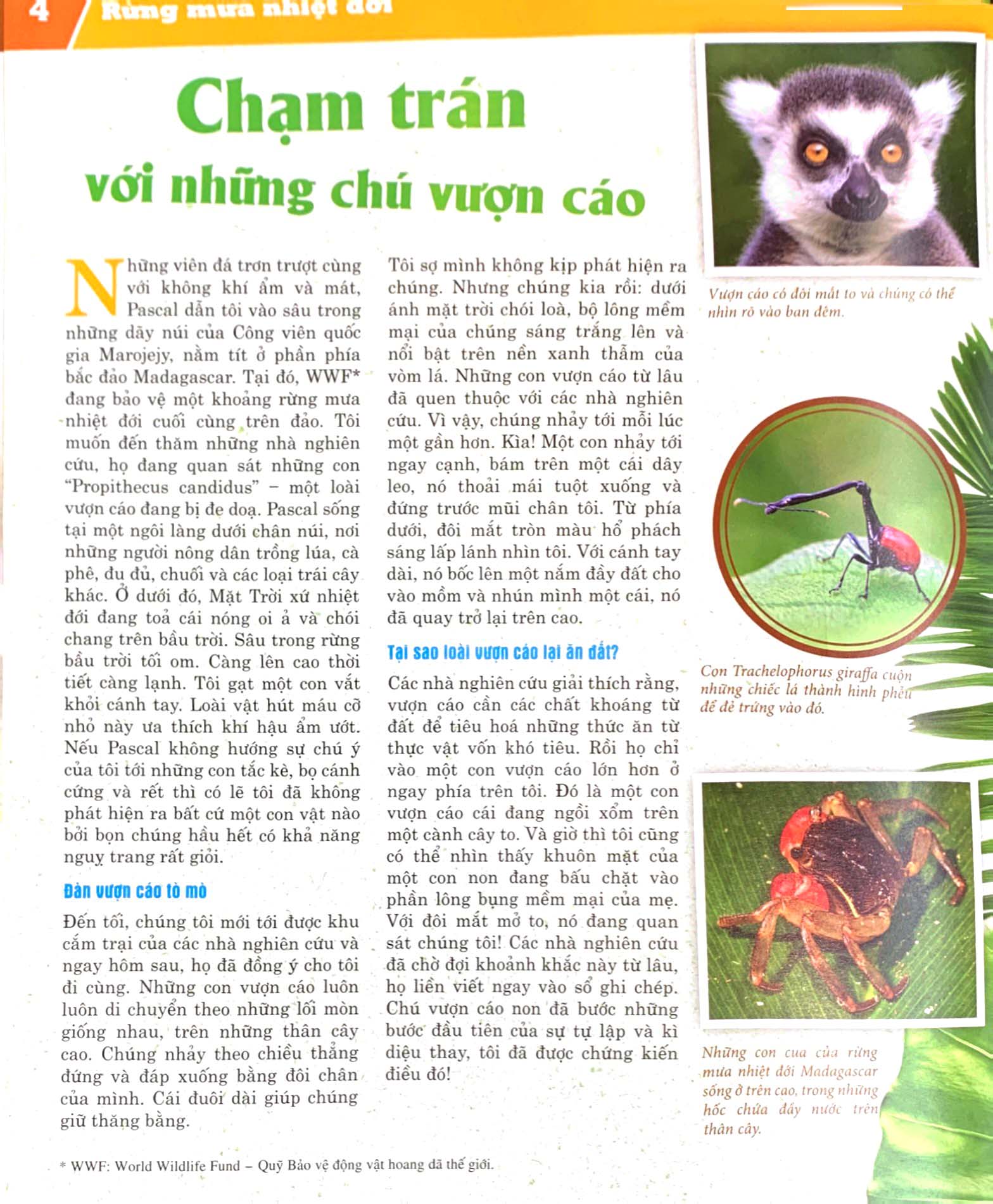 thế nào và tại sao - rừng mưa nhiệt đới