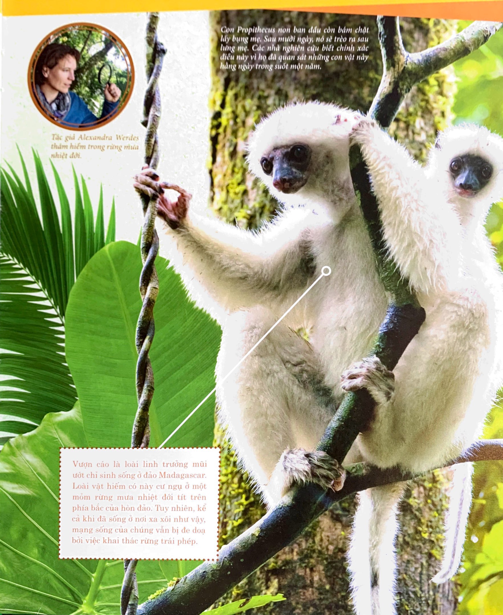 thế nào và tại sao - rừng mưa nhiệt đới