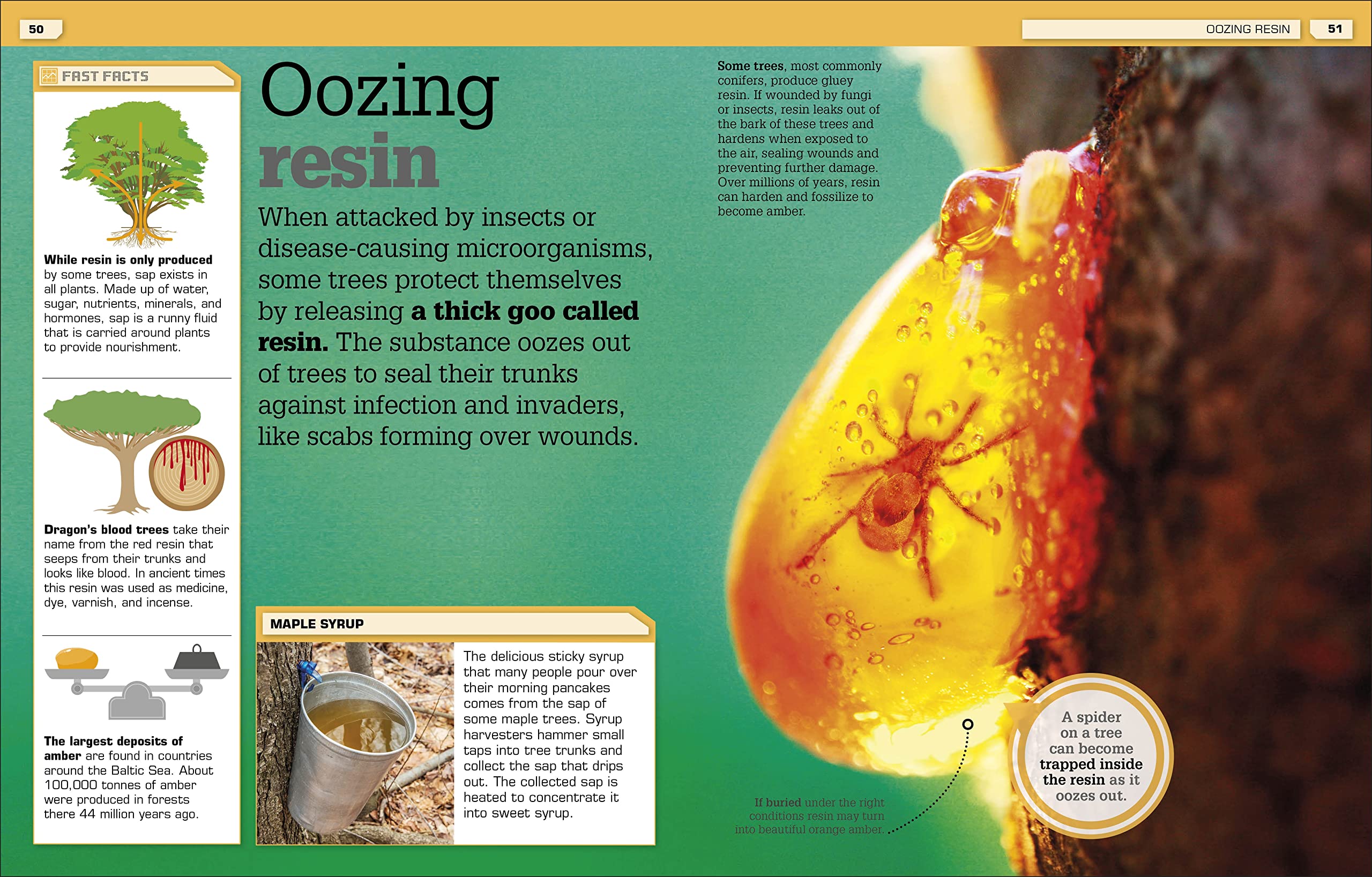 the science of goo!: from saliva and slime to frogspawn and fungus