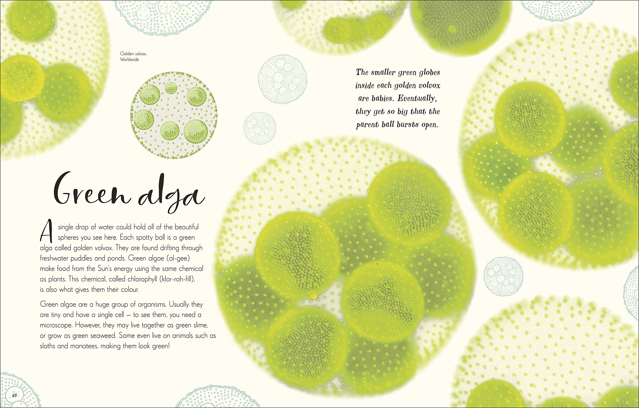 the wonders of nature