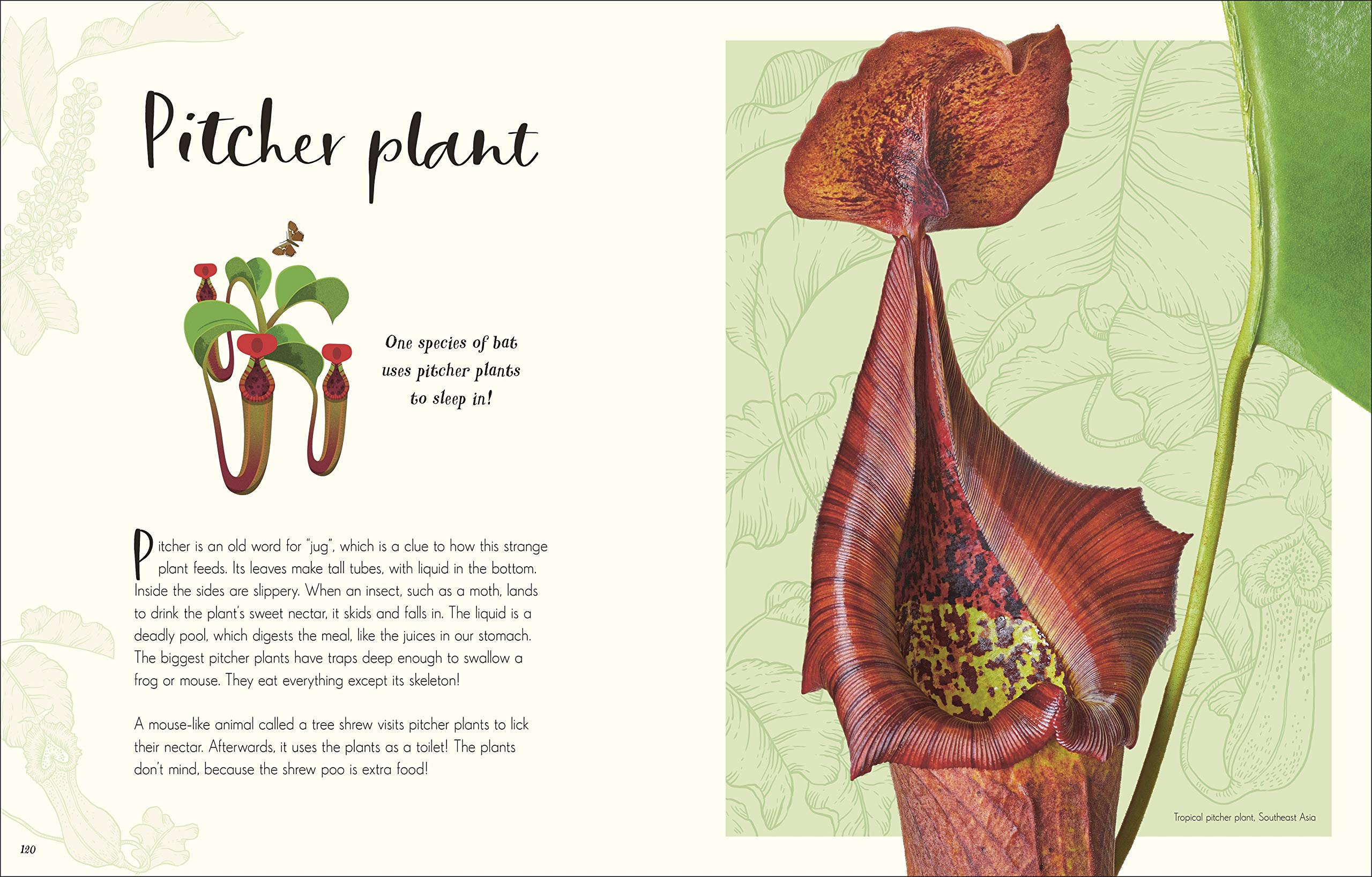 the wonders of nature