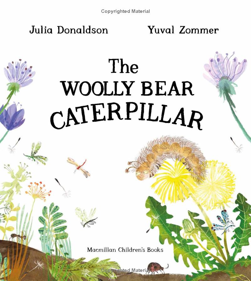 the woolly bear caterpillar