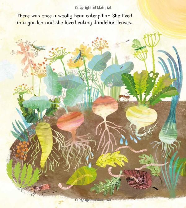 the woolly bear caterpillar