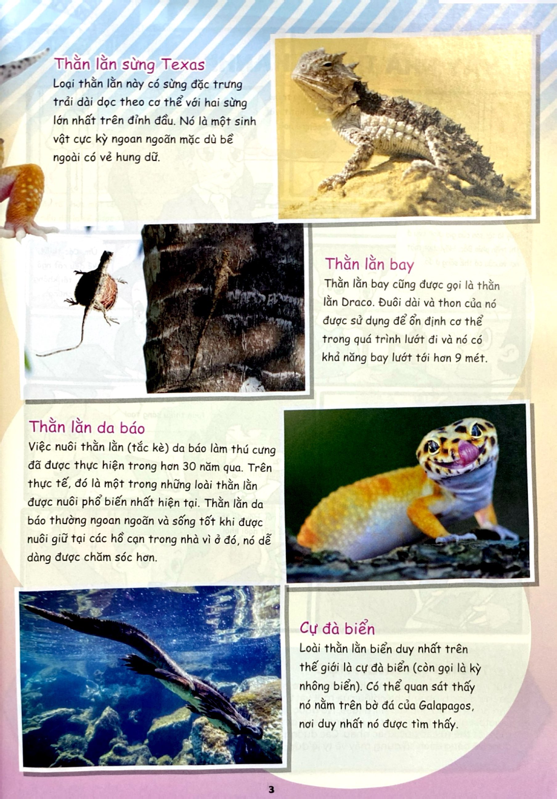 the young scientist - truyện tranh khoa học cho trẻ em - level 3 - tập 8 - gấu trúc nghịch ngợm