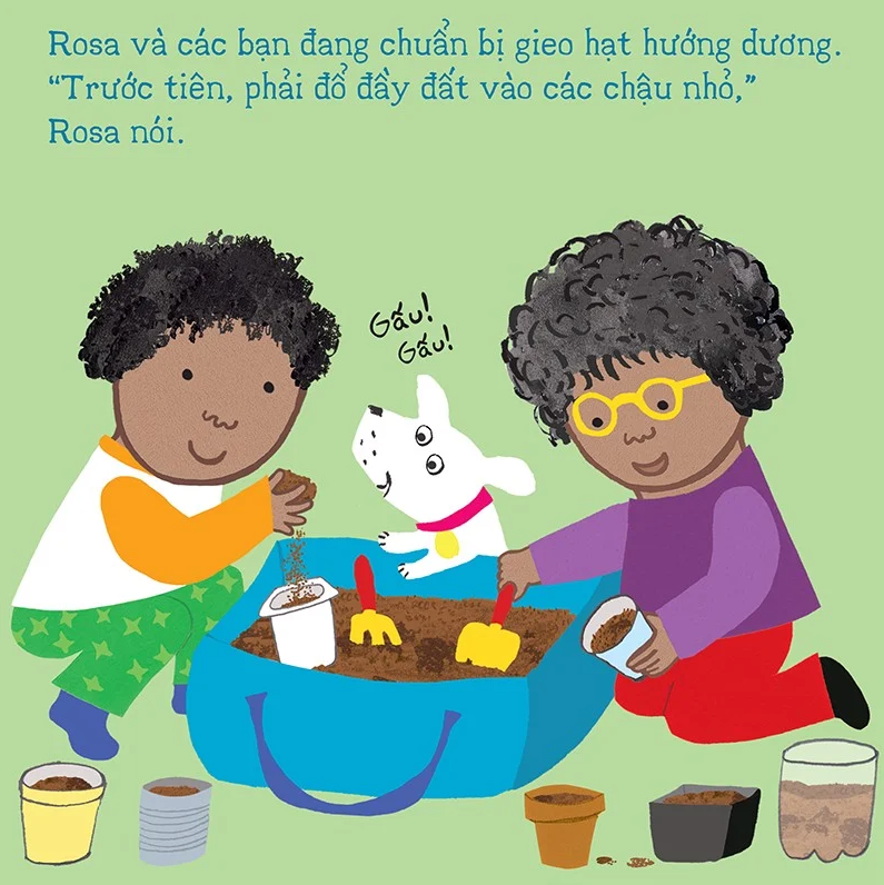 thí nghiệm vui cùng rosa - trồng hoa hướng dương