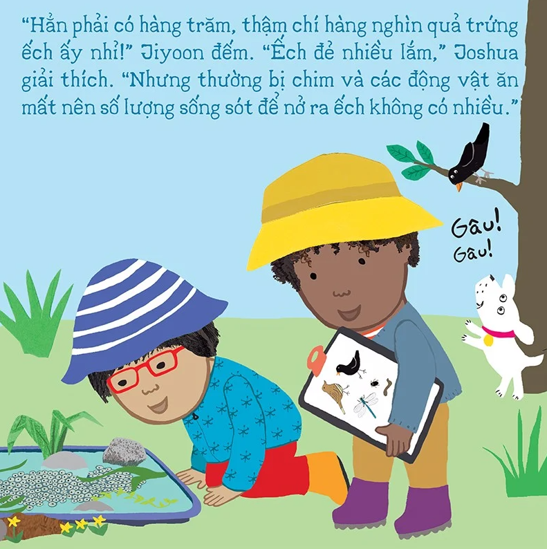 thí nghiệm vui cùng rosa - vòng đời của ếch