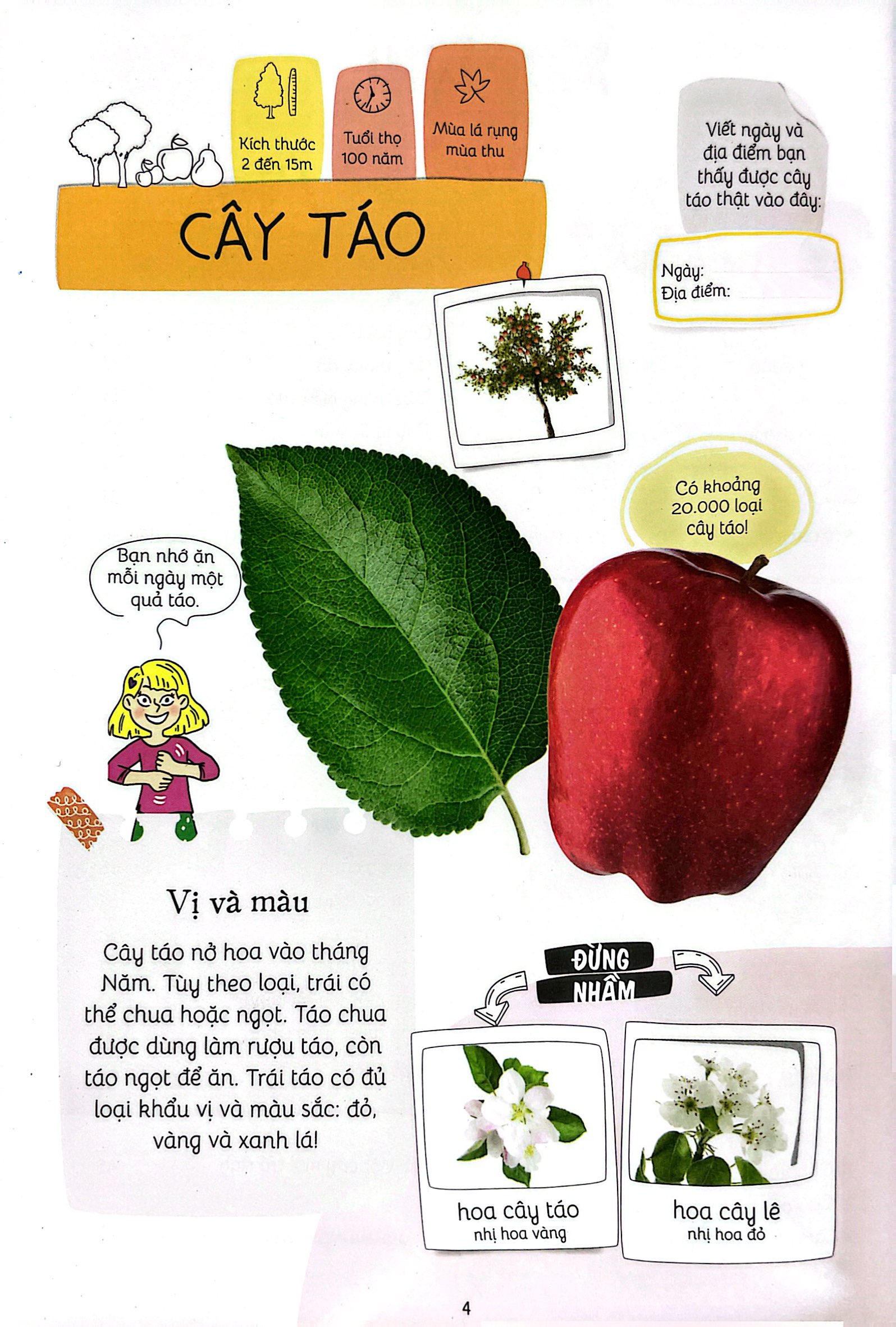 thiên nhiên muôn màu - stem - em nhận biết các loài cây