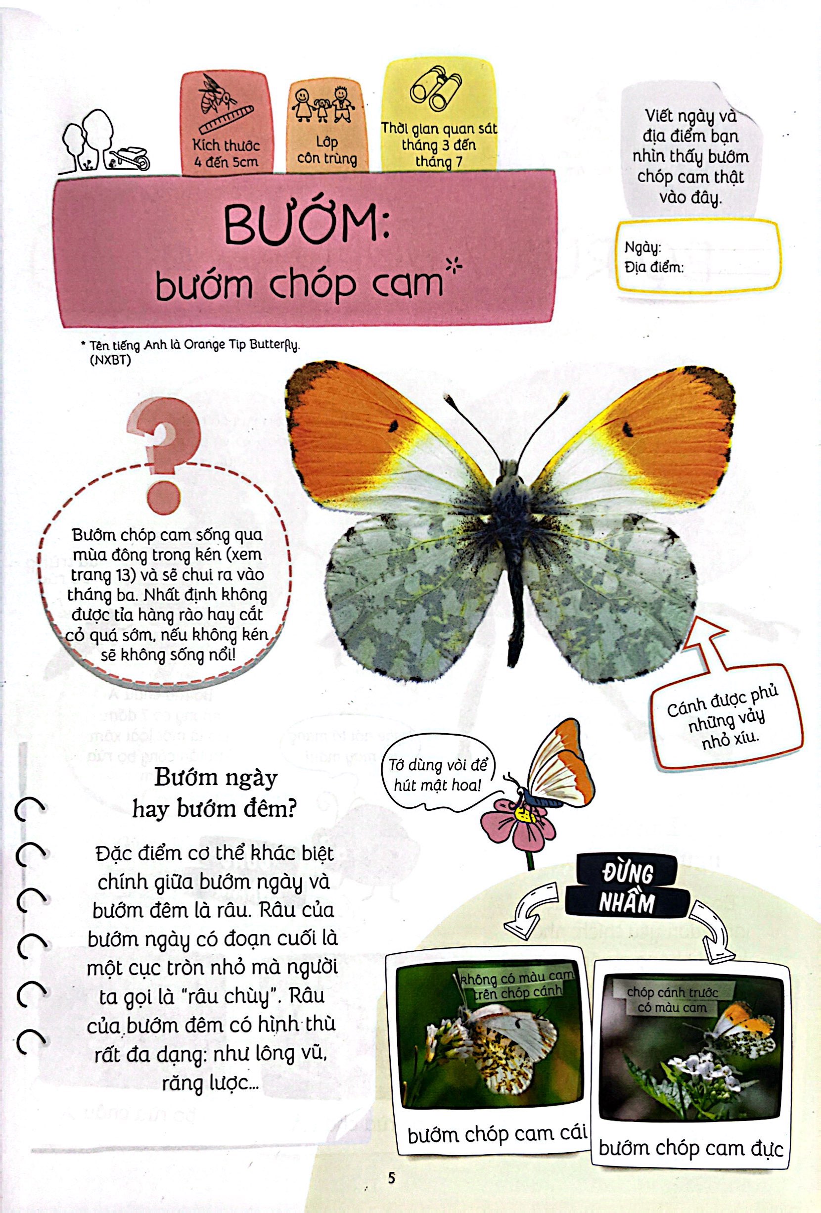 thiên nhiên muôn màu - stem - em nhận biết các loài vật nhỏ bé