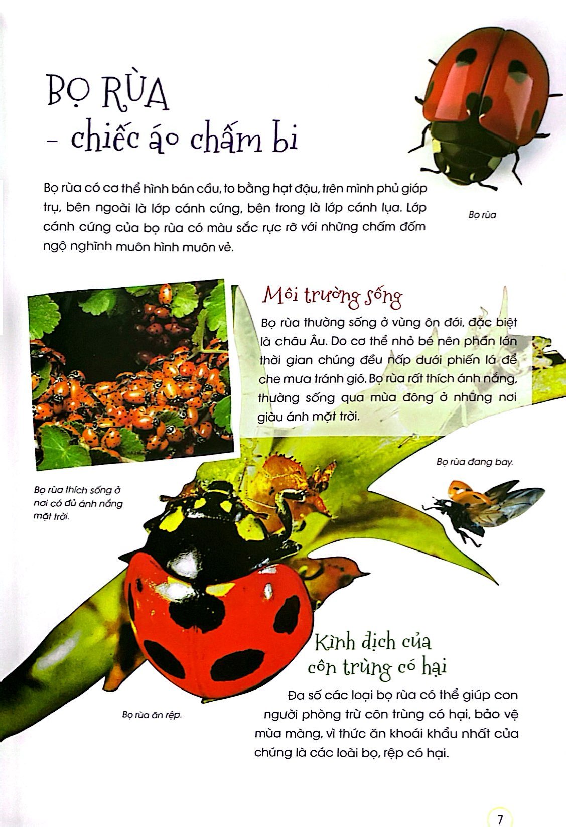 thiên nhiên - những bí mật còn ẩn giấu - động vật đáng yêu